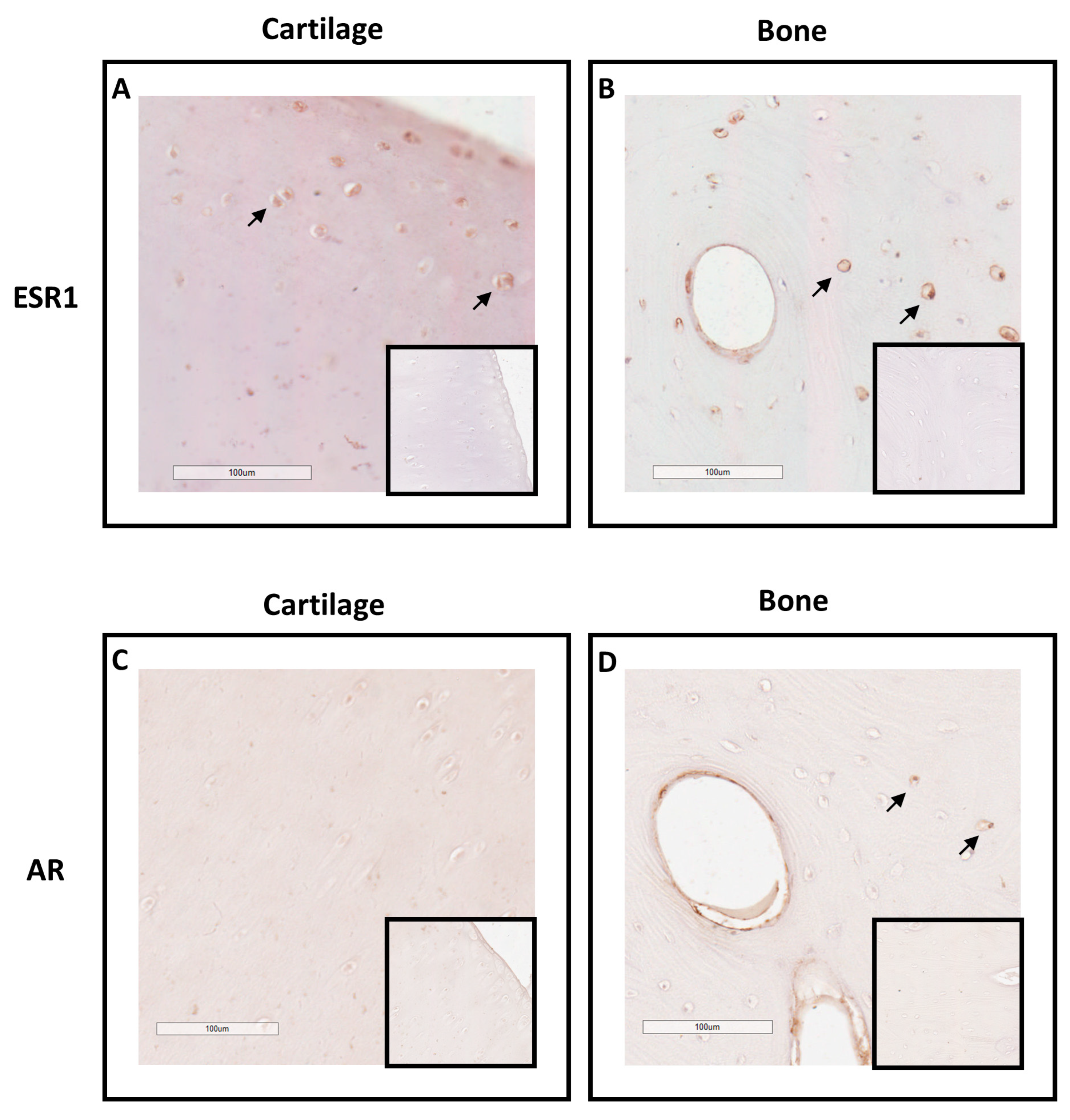 Preprints 86431 g001