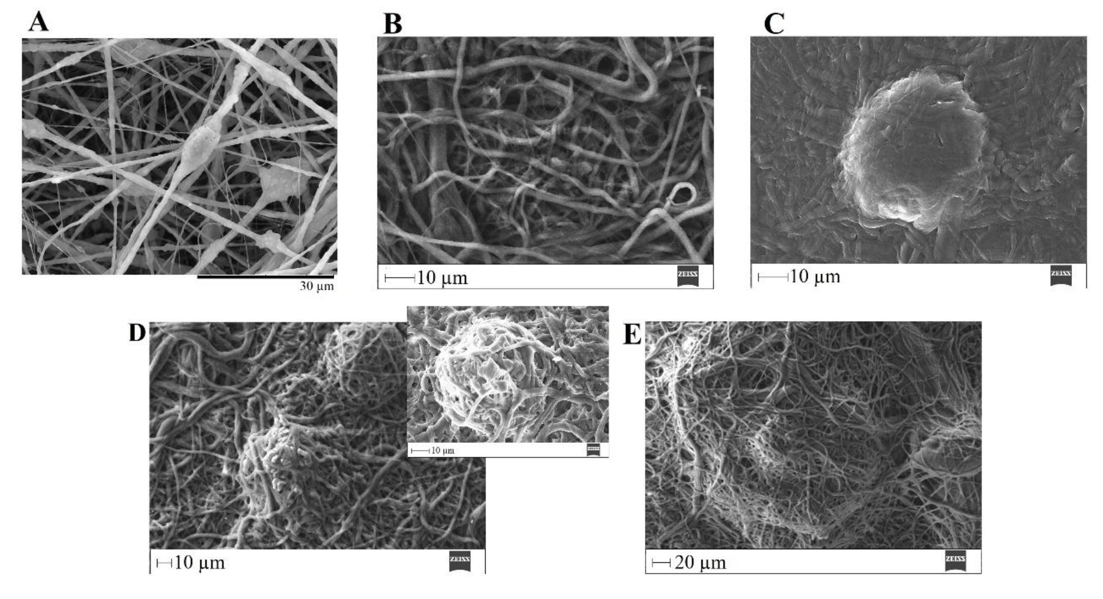 Preprints 71284 g016