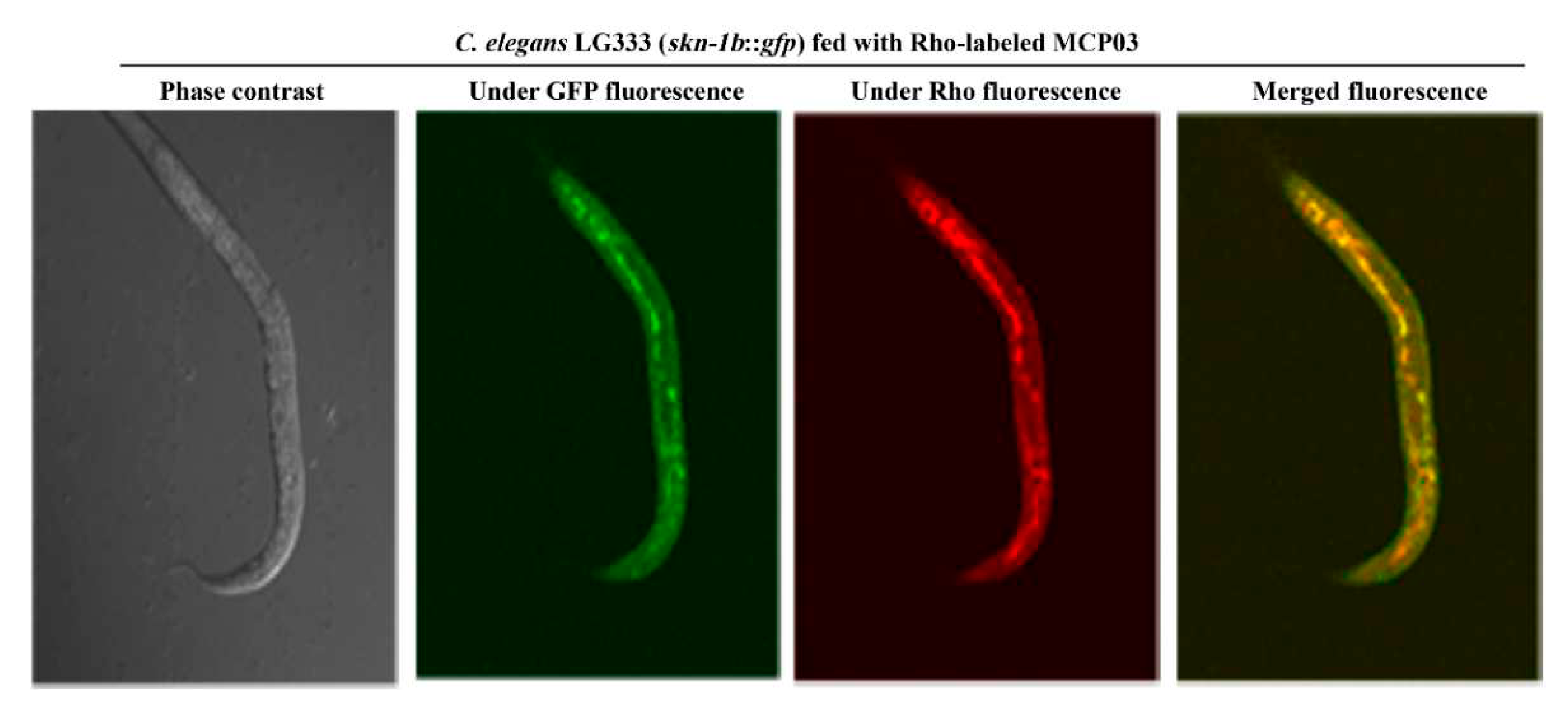 Preprints 83338 g005