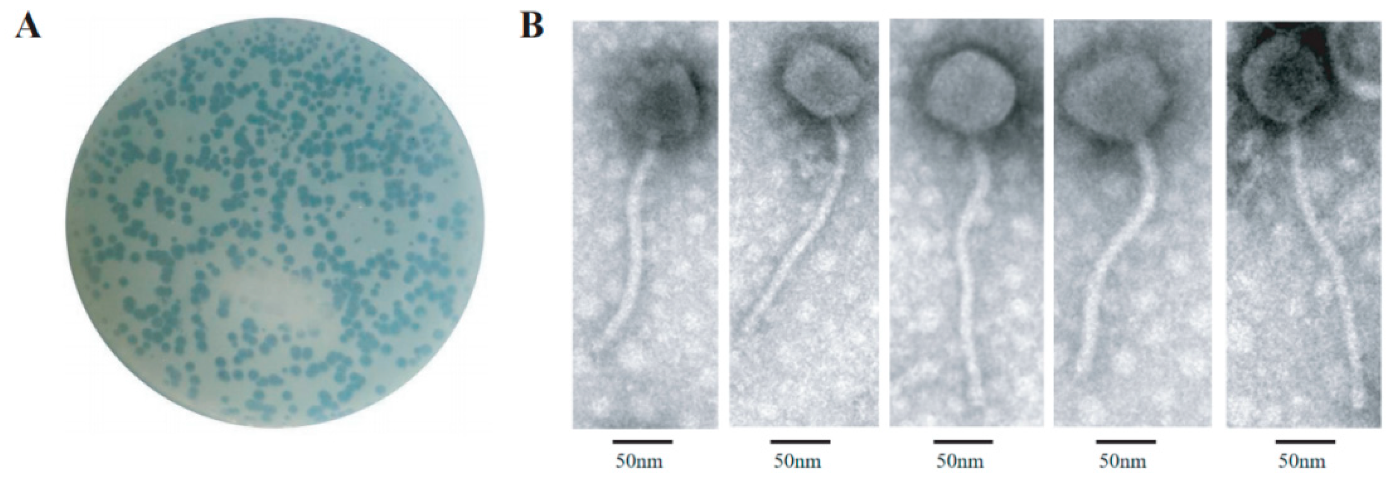 Preprints 113886 g001