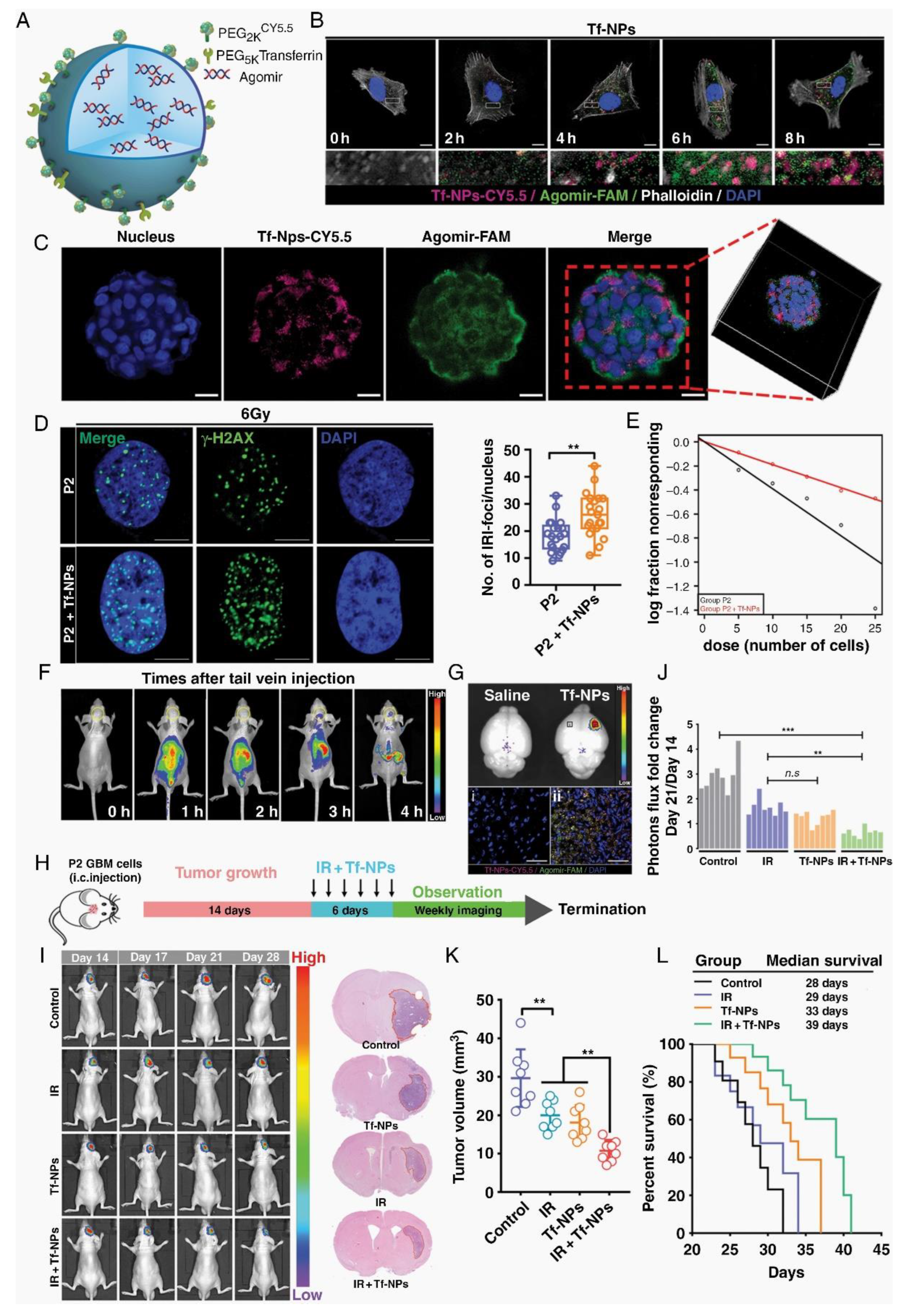 Preprints 117011 g003