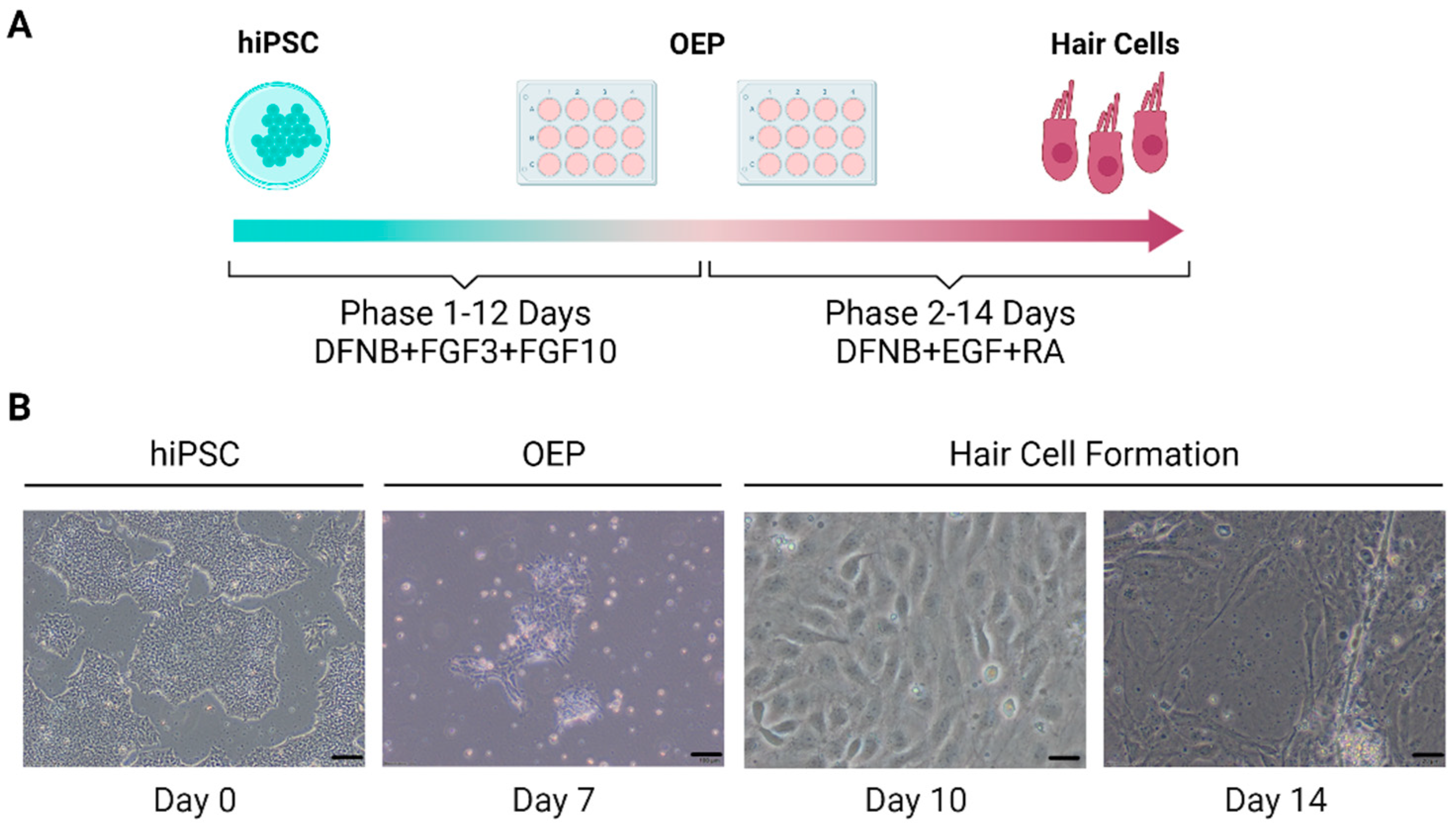 Preprints 68745 g003