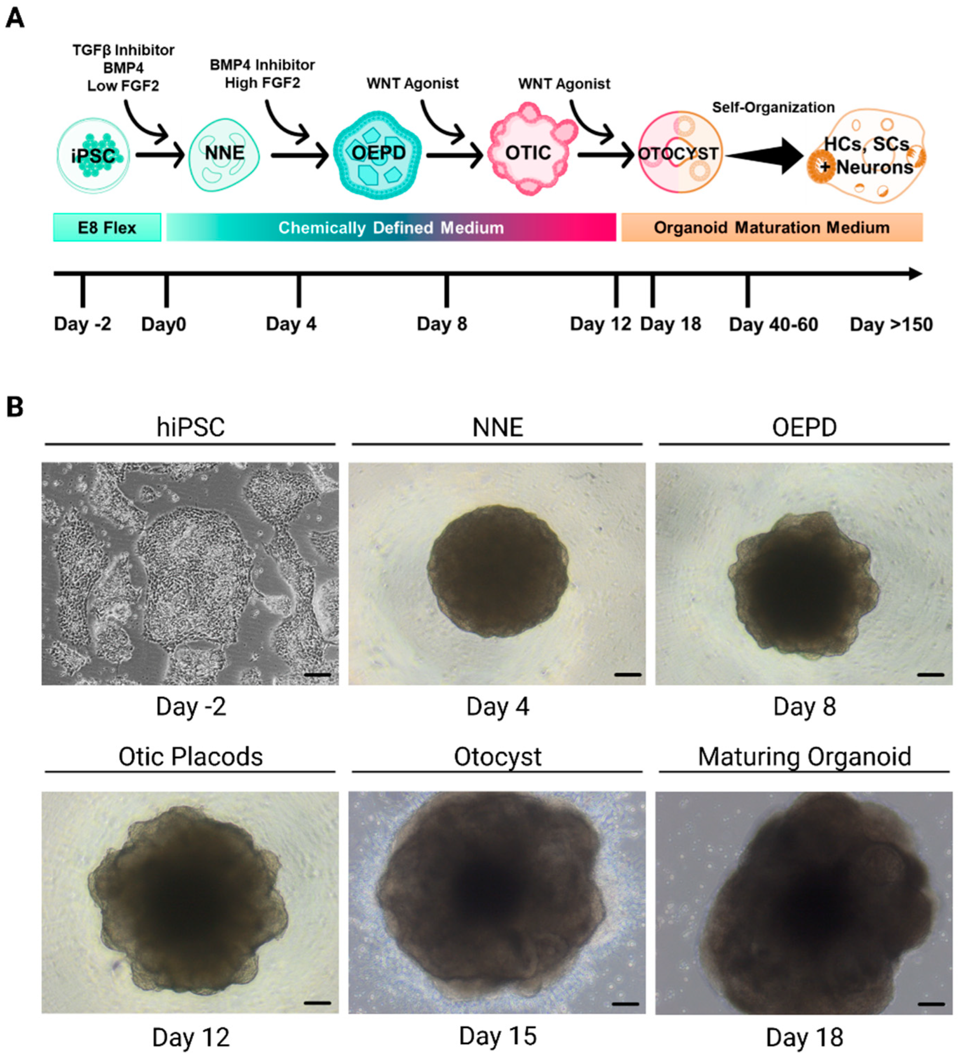 Preprints 68745 g004