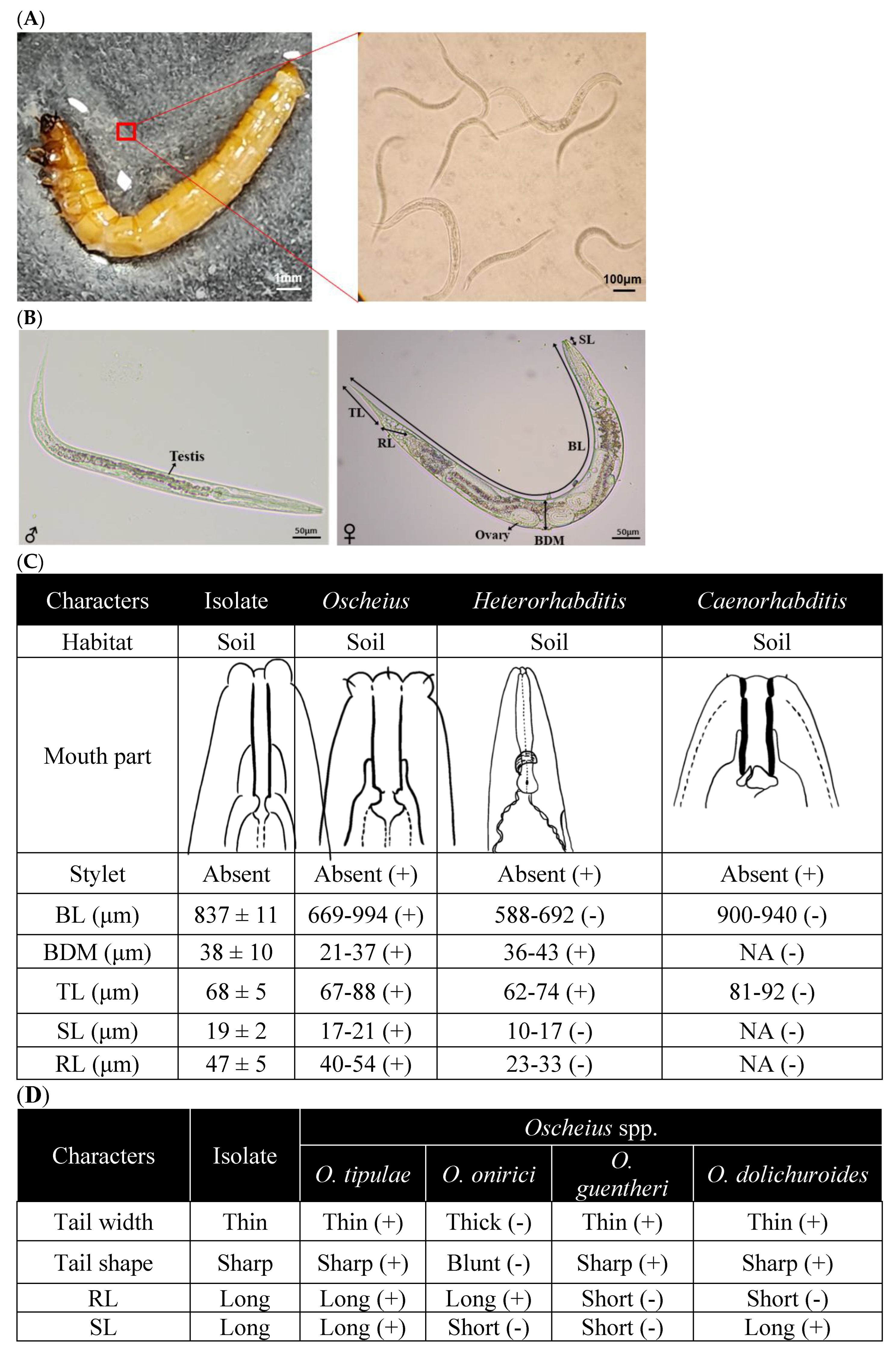 Preprints 103021 g001