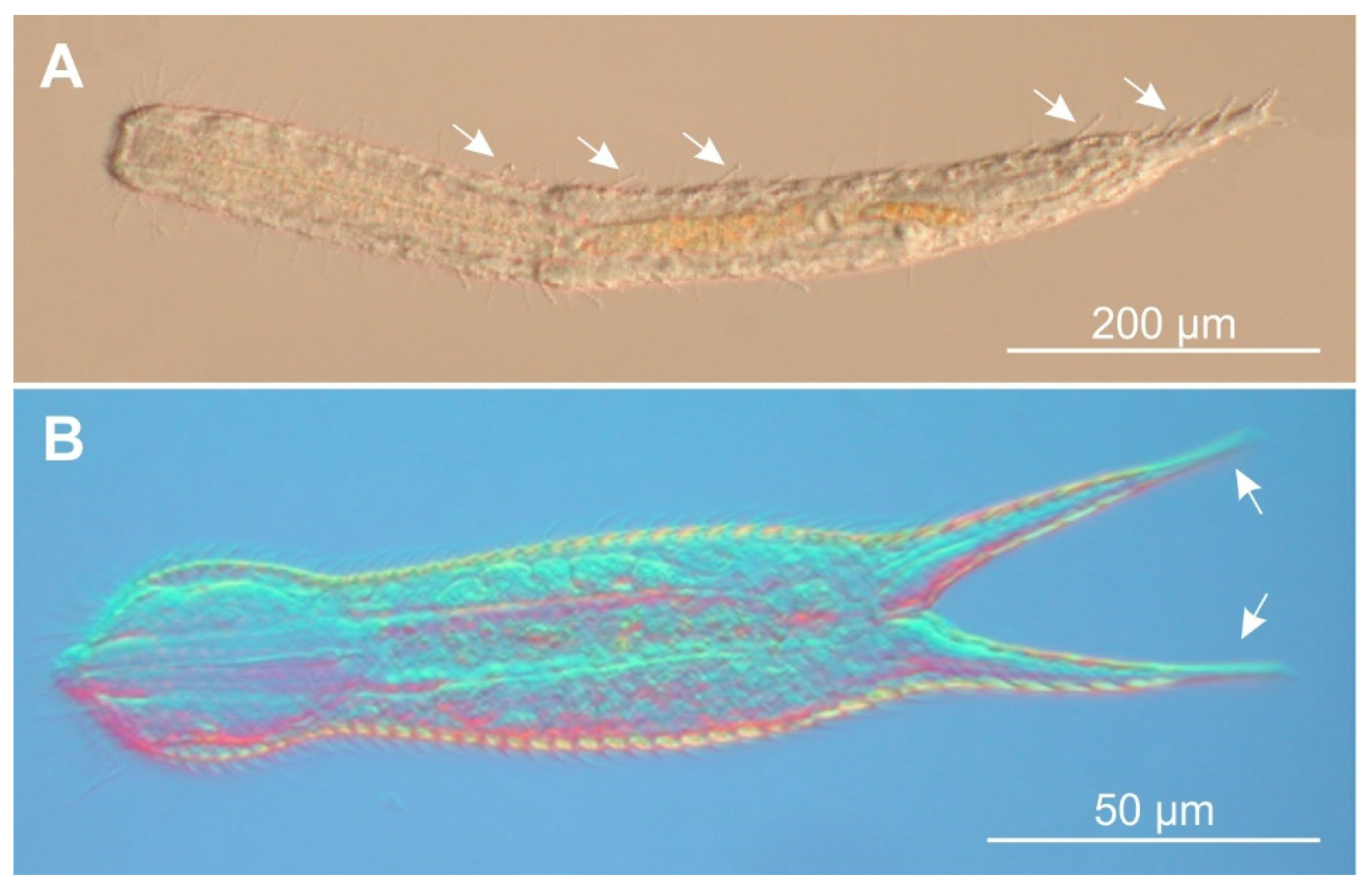 Preprints 91414 g001