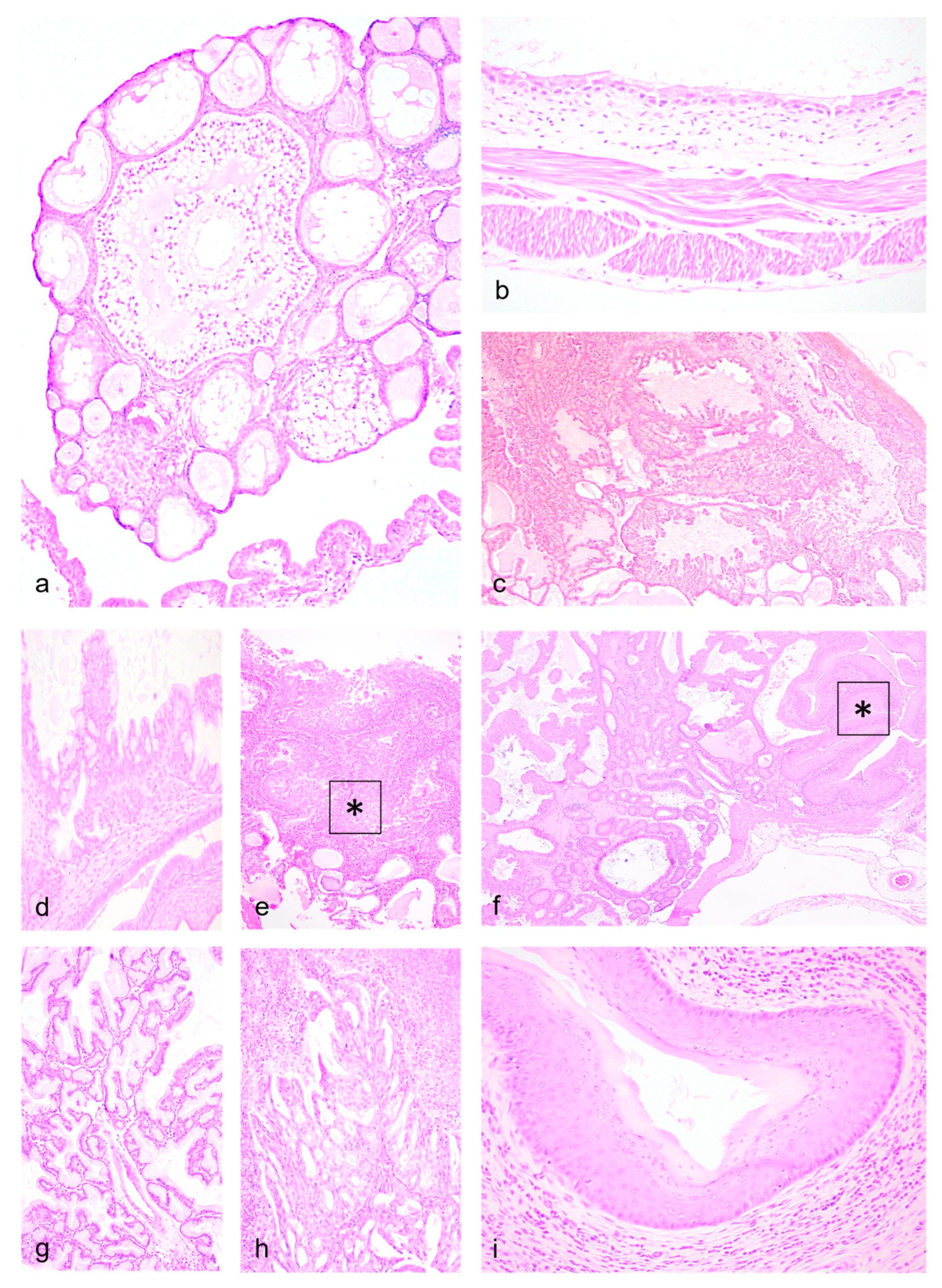 Preprints 99578 g002