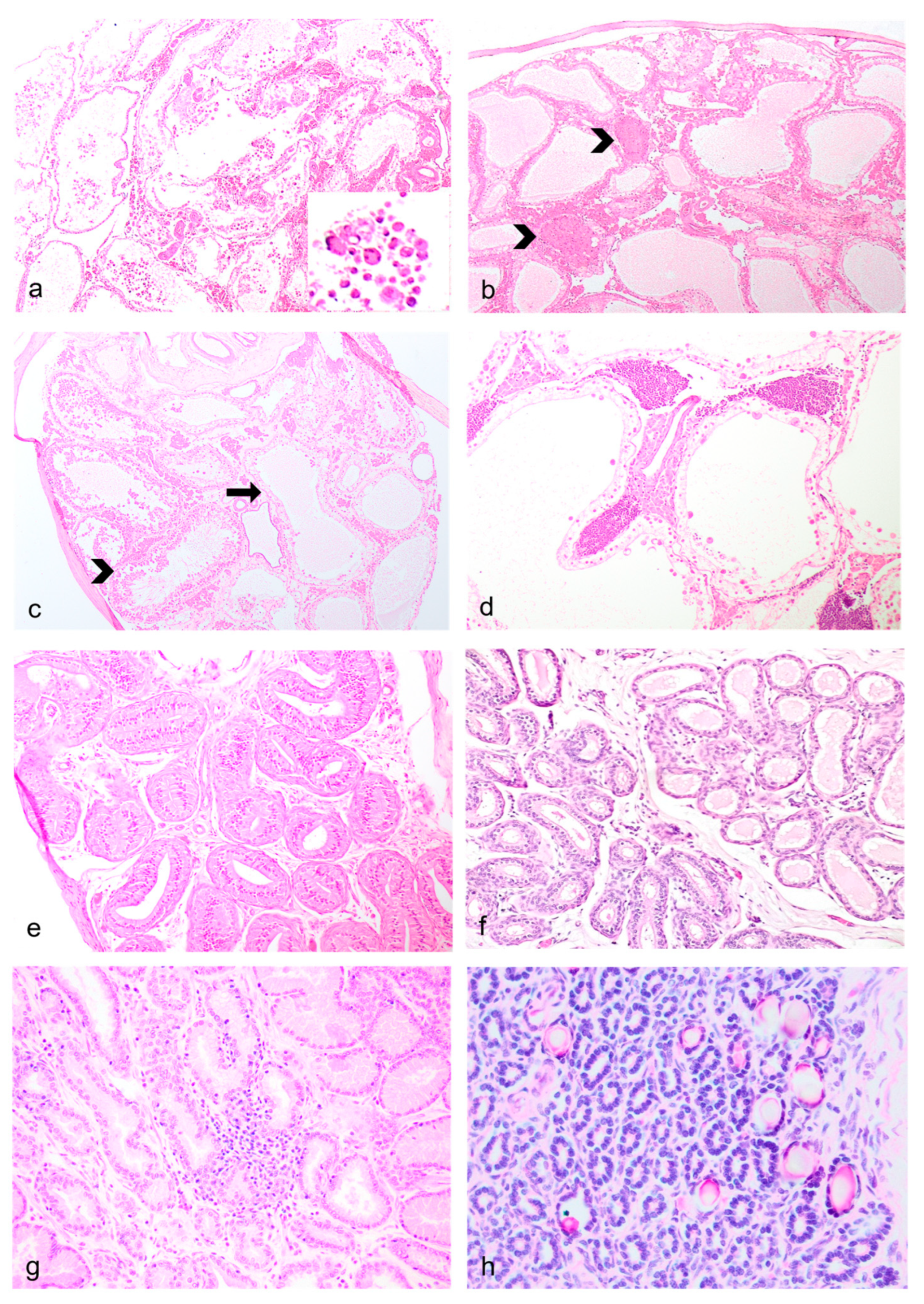 Preprints 99578 g004