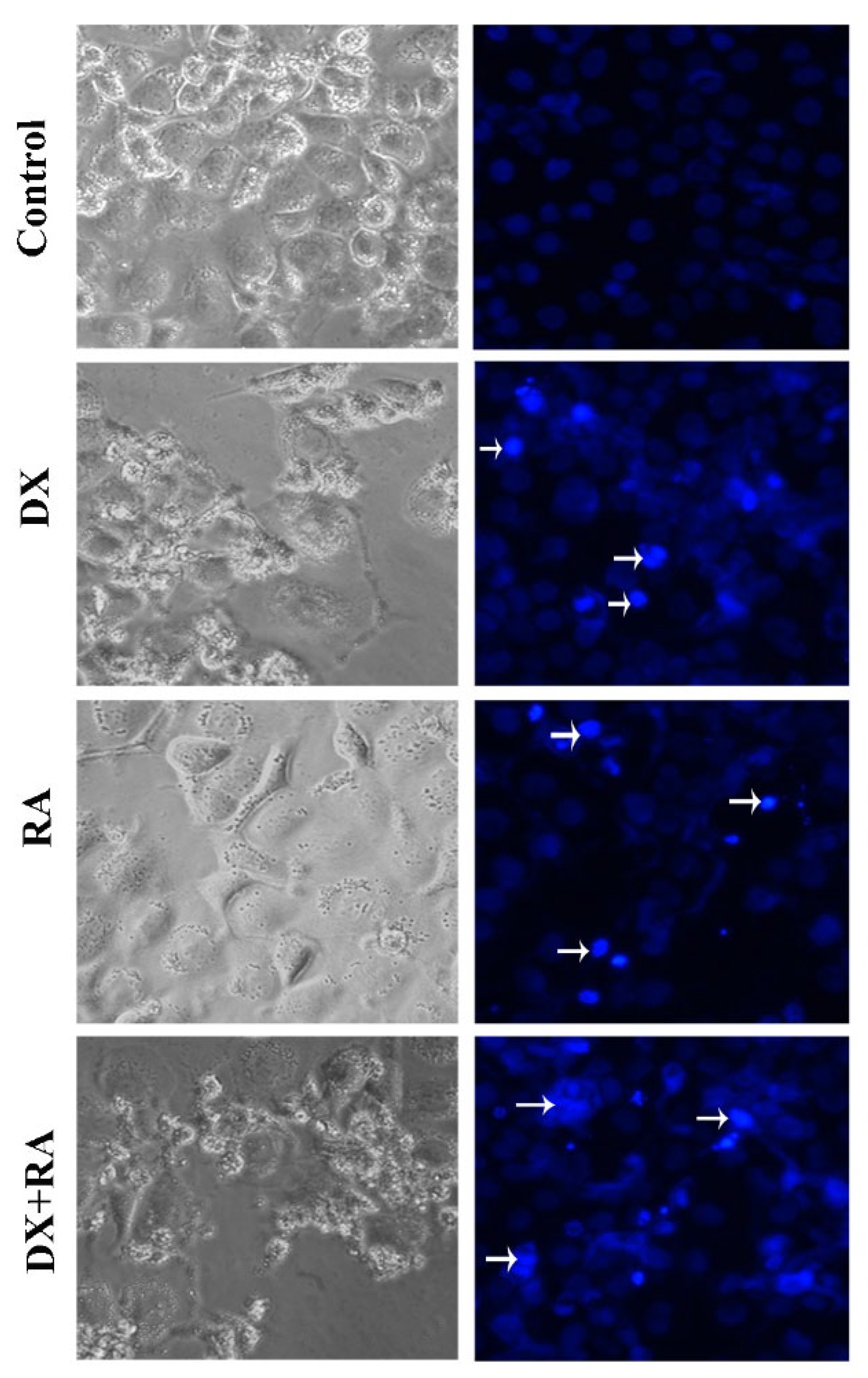 Preprints 113708 g004