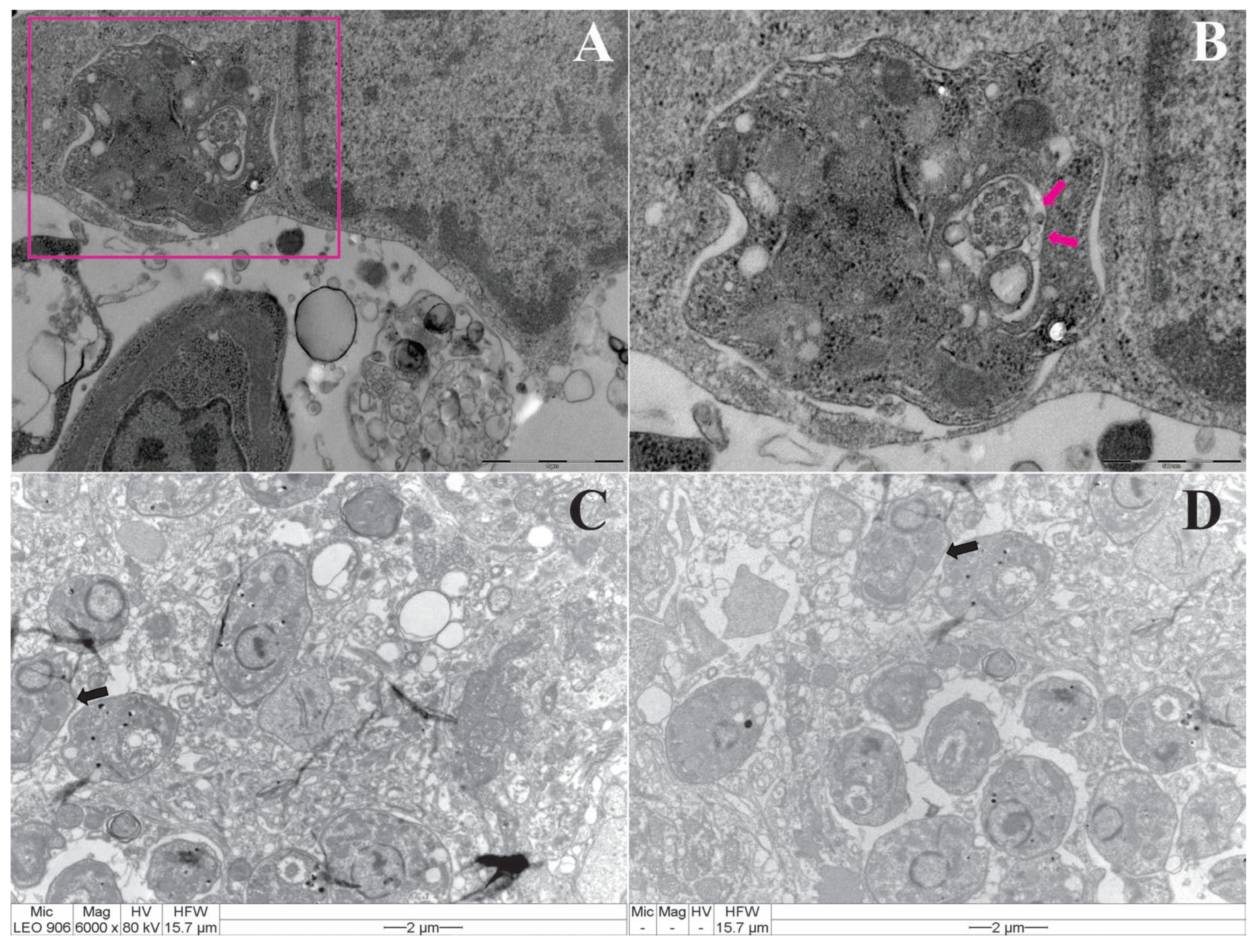 Preprints 96716 g003