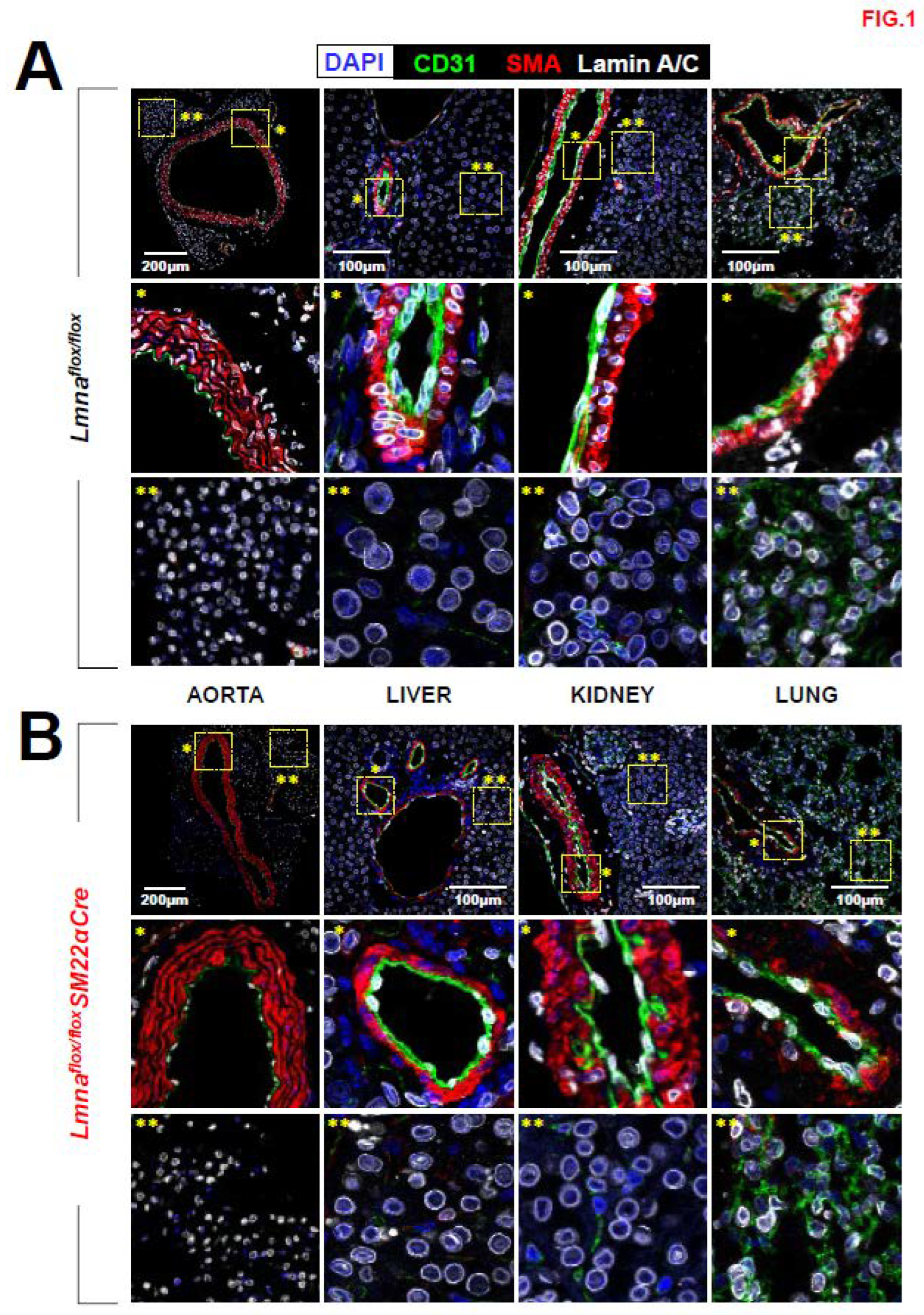 Preprints 76973 g001