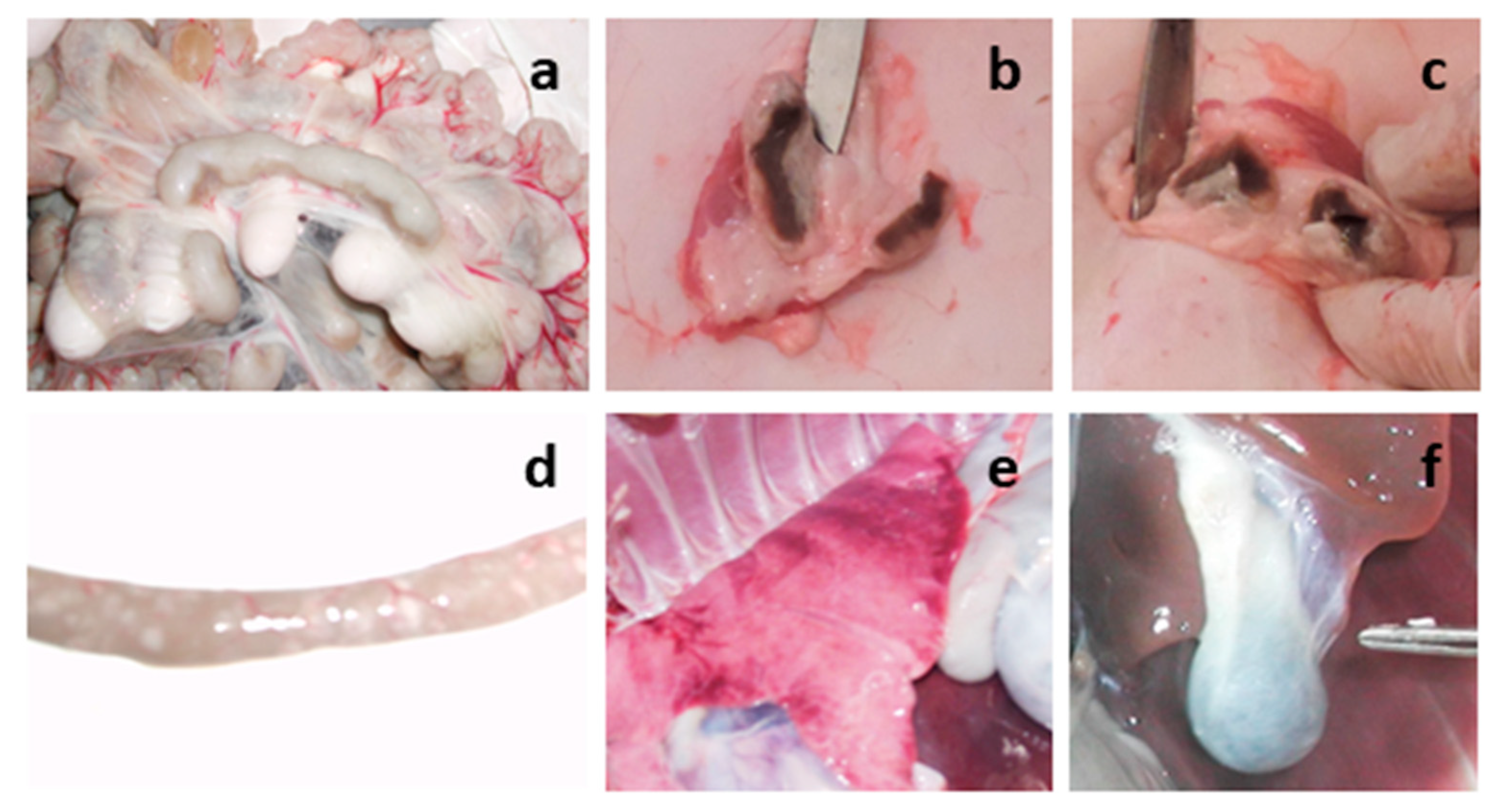 Preprints 84133 g009