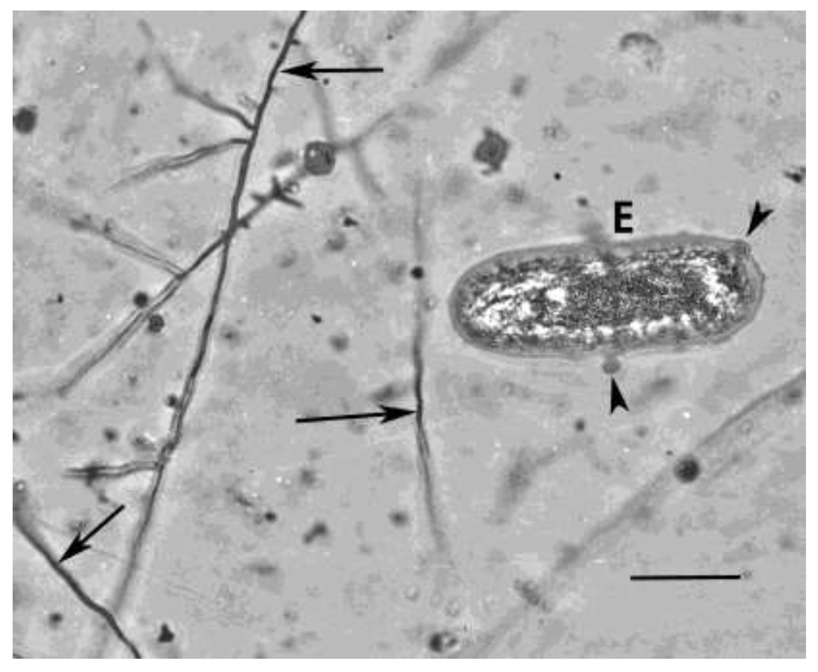 Preprints 141249 g003