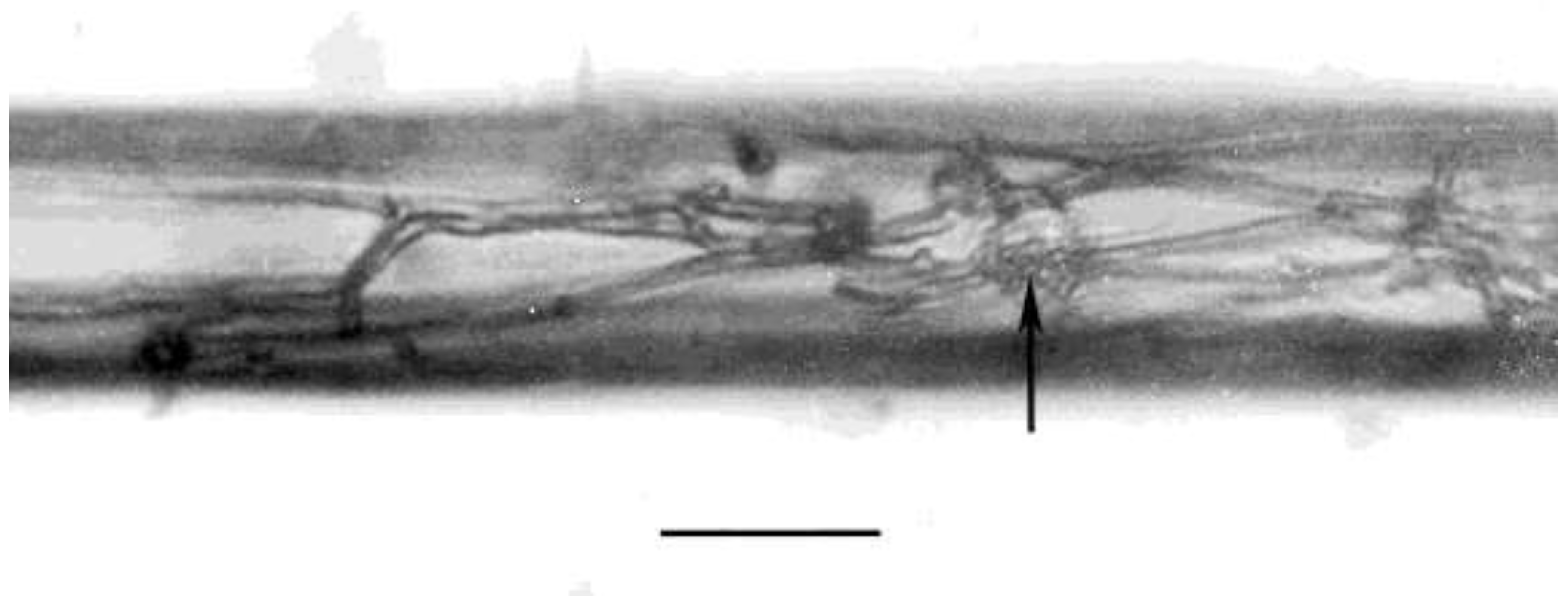 Preprints 141249 g005