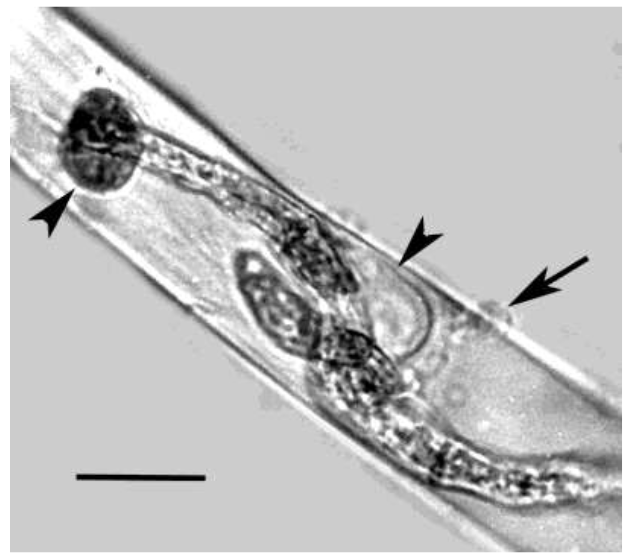 Preprints 141249 g006