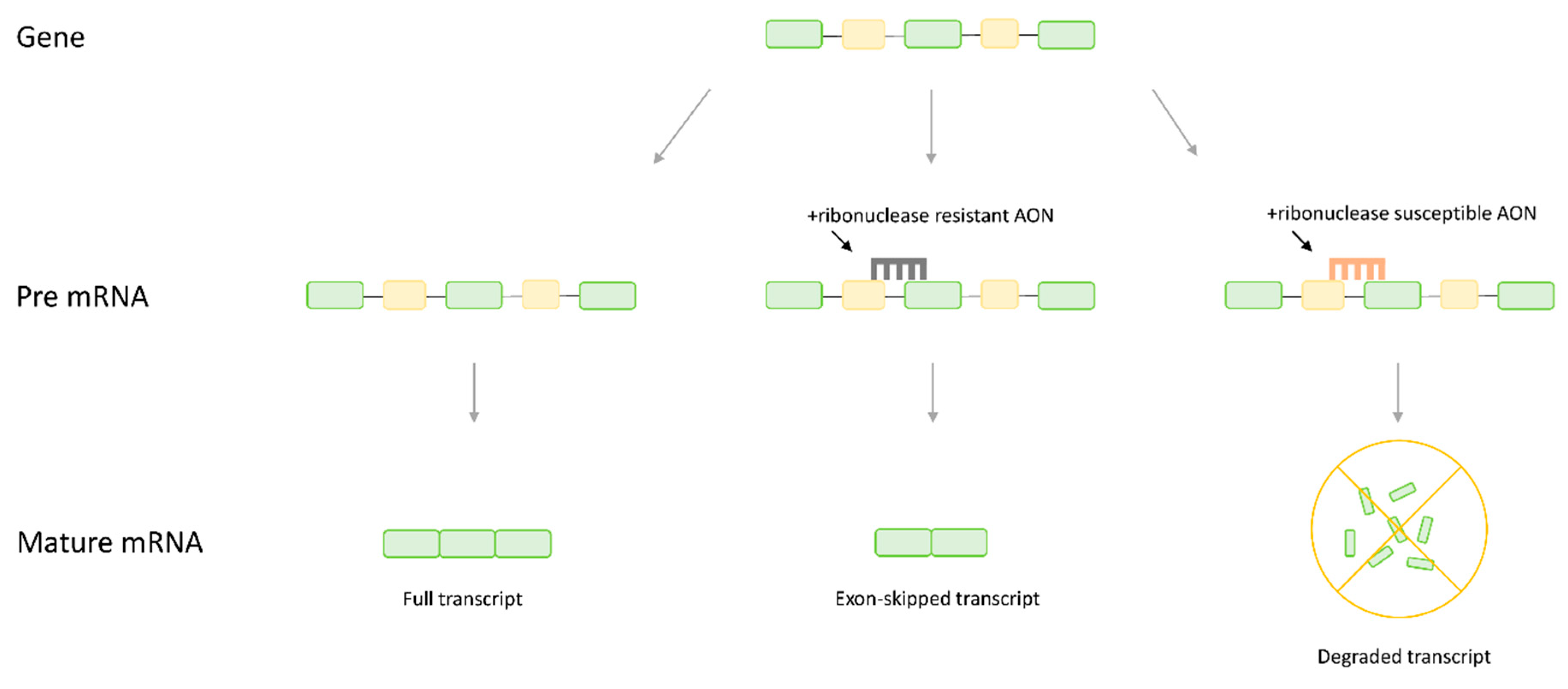 Preprints 66804 g001