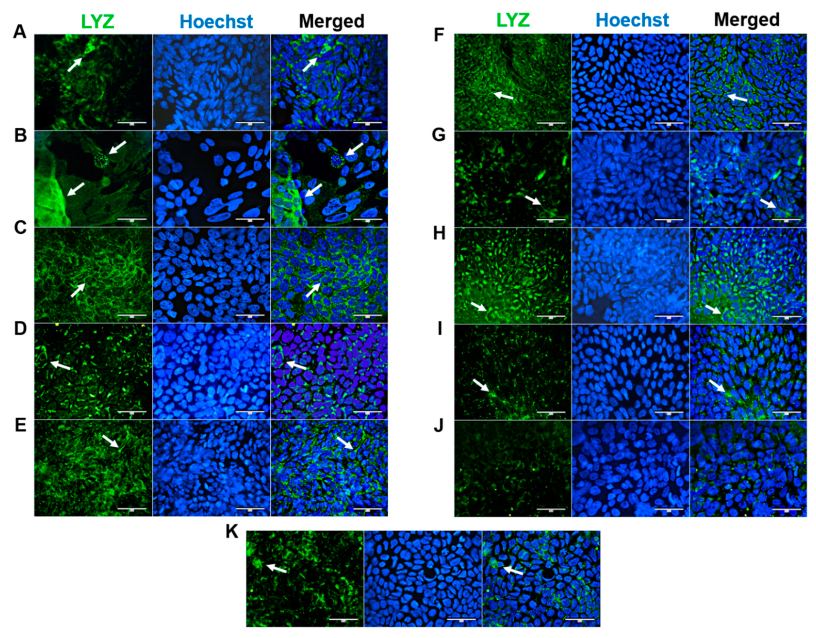 Preprints 83594 g004