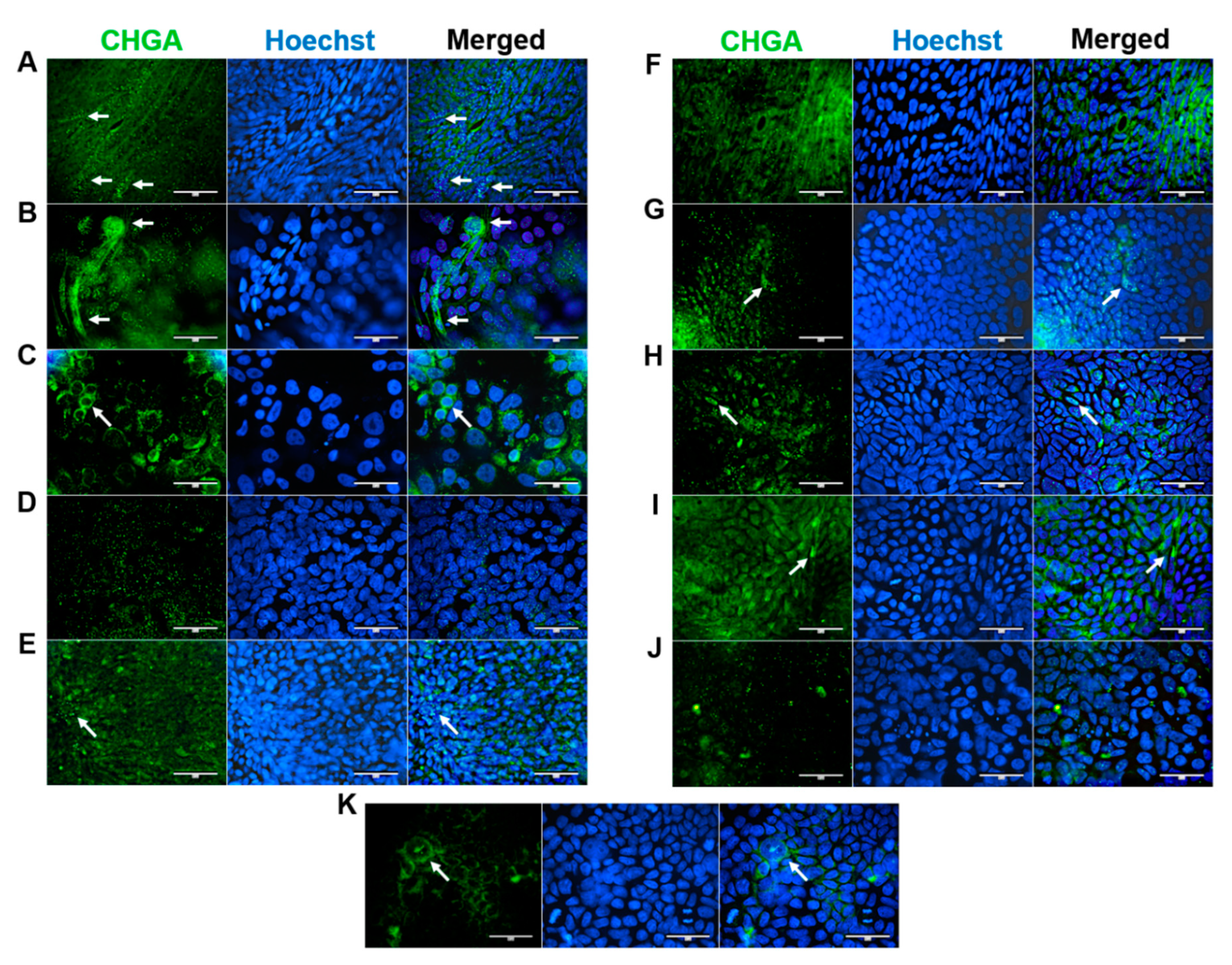 Preprints 83594 g005