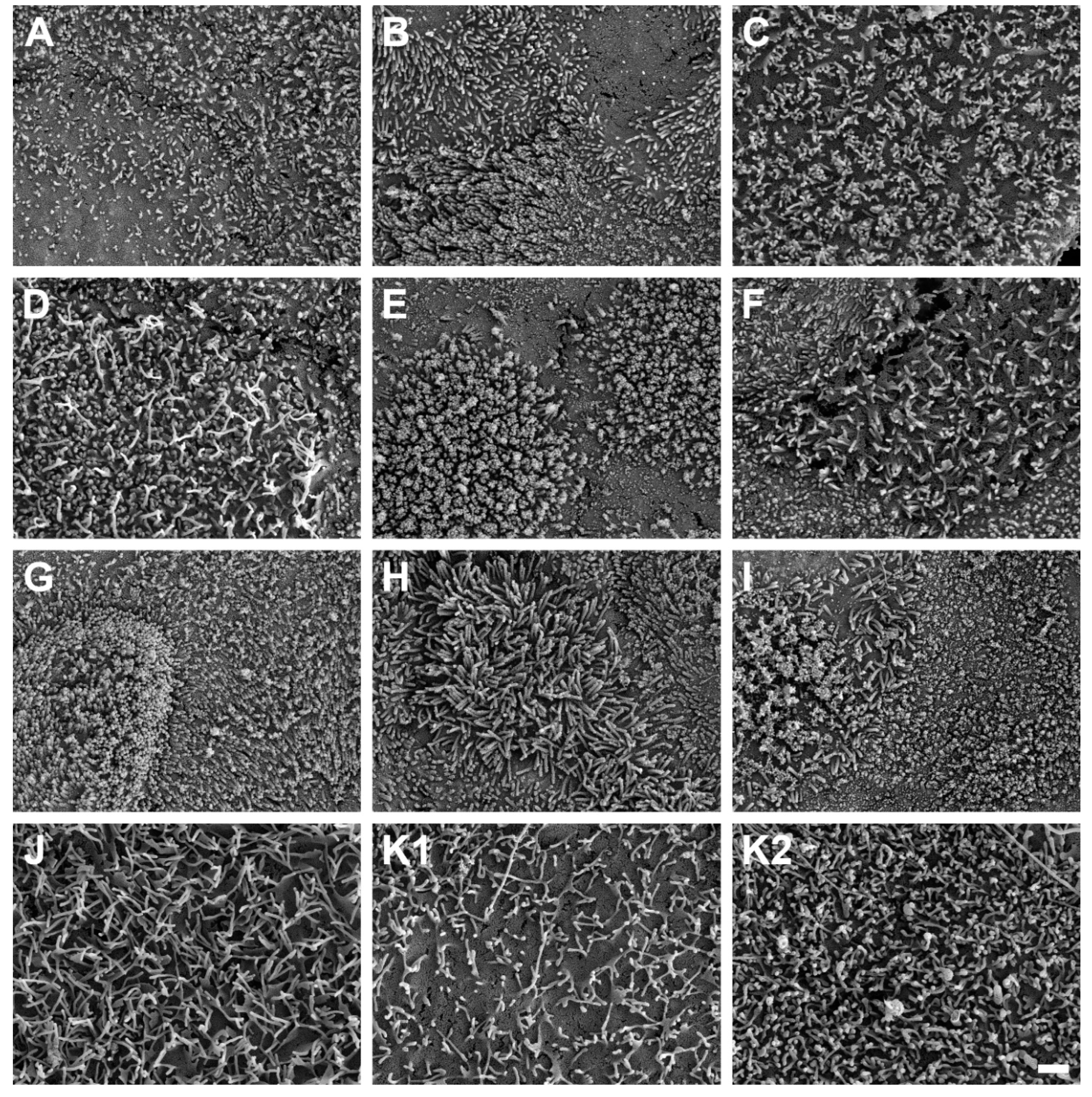 Preprints 83594 g006