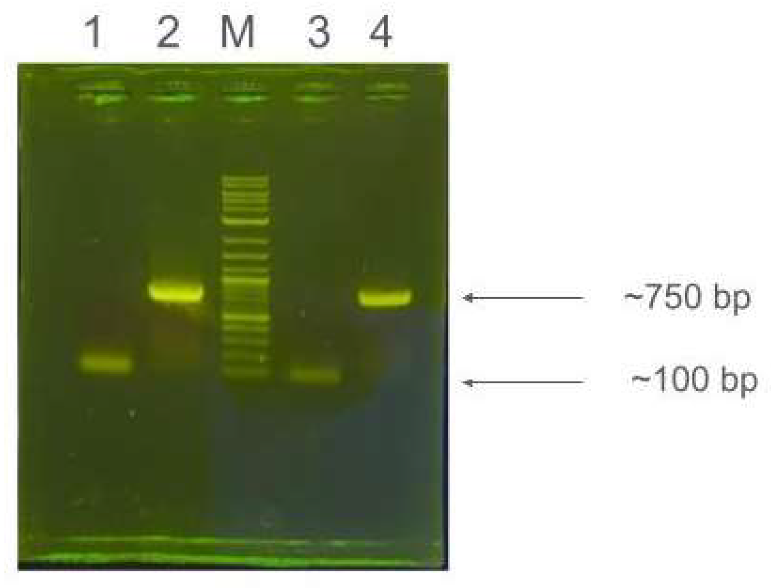 Preprints 116472 g004