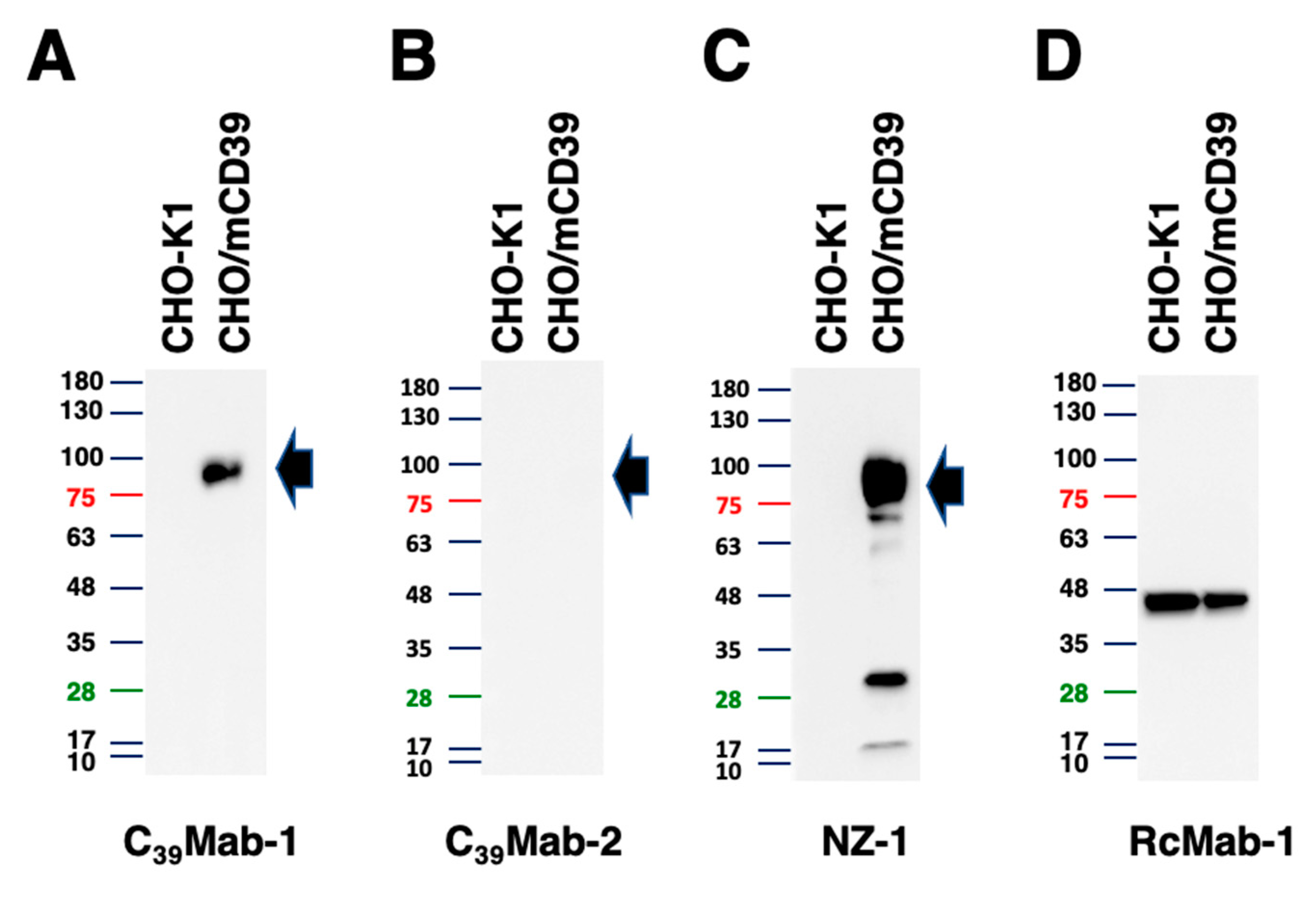 Preprints 70484 g005