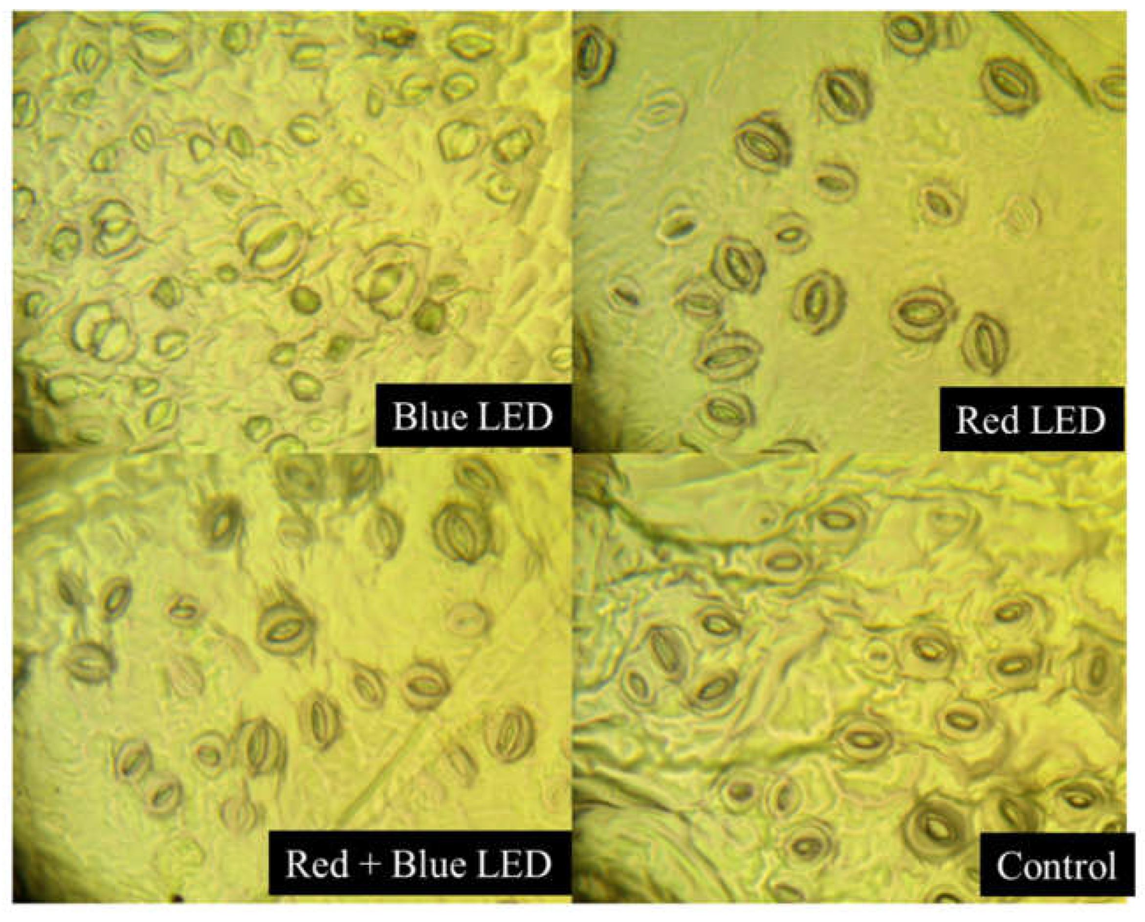 Preprints 121956 g011