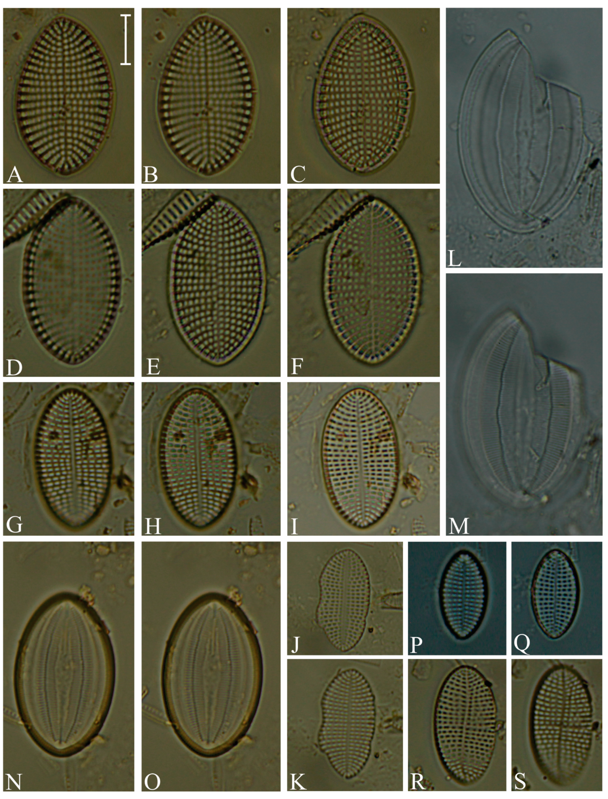 Preprints 104673 g006