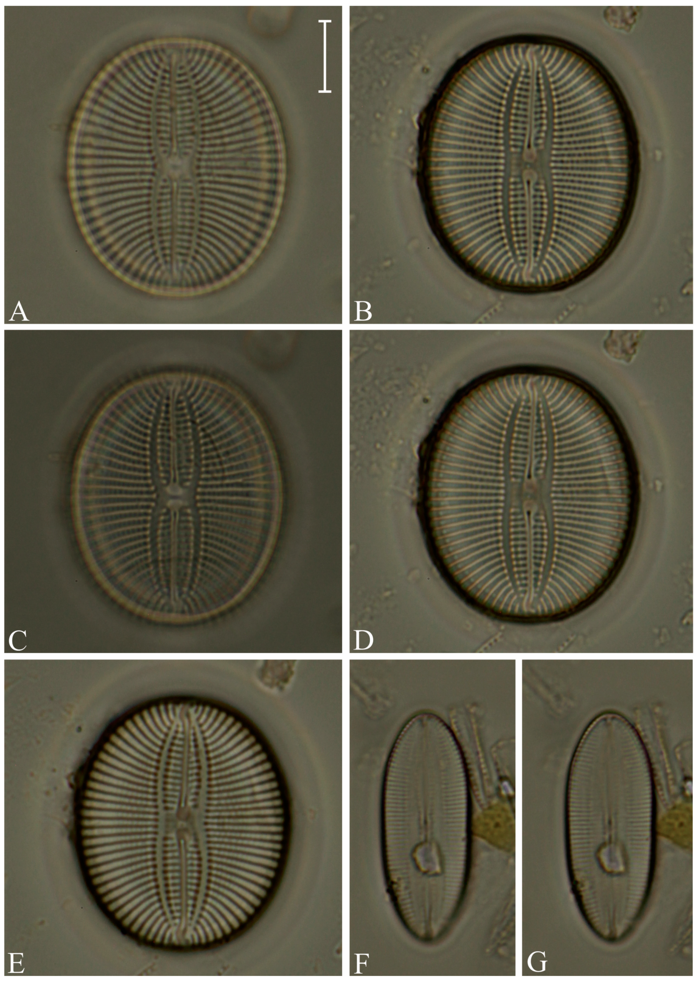 Preprints 104673 g010