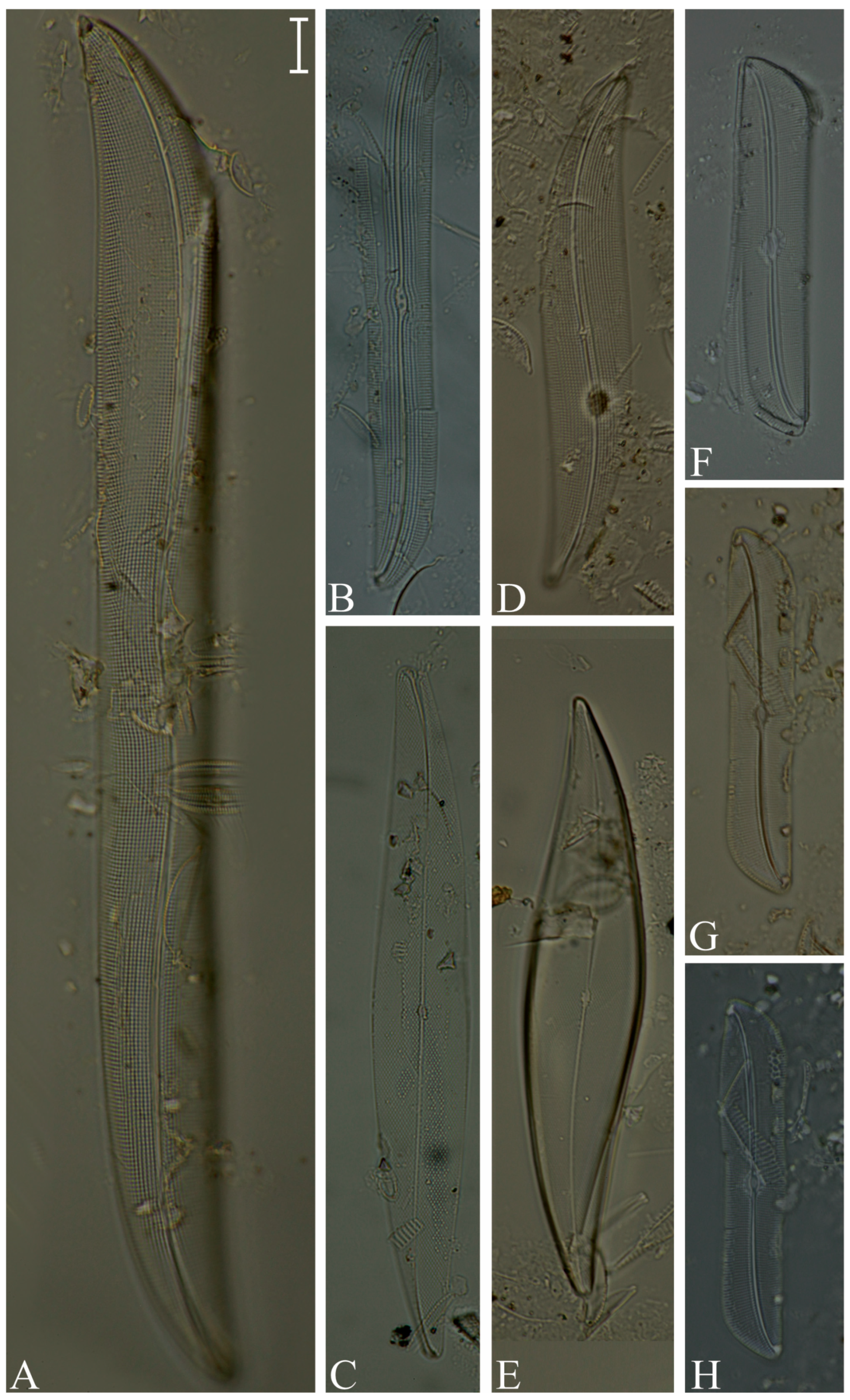 Preprints 104673 g011