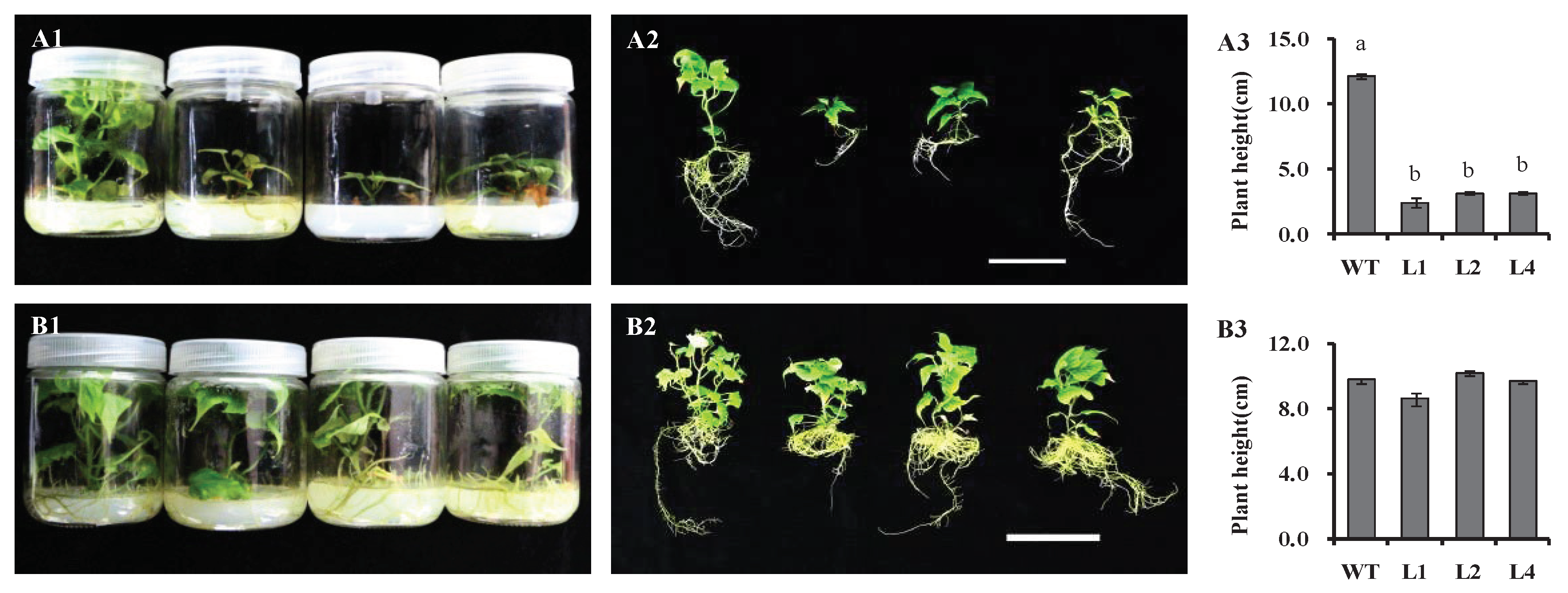 Preprints 76816 g006