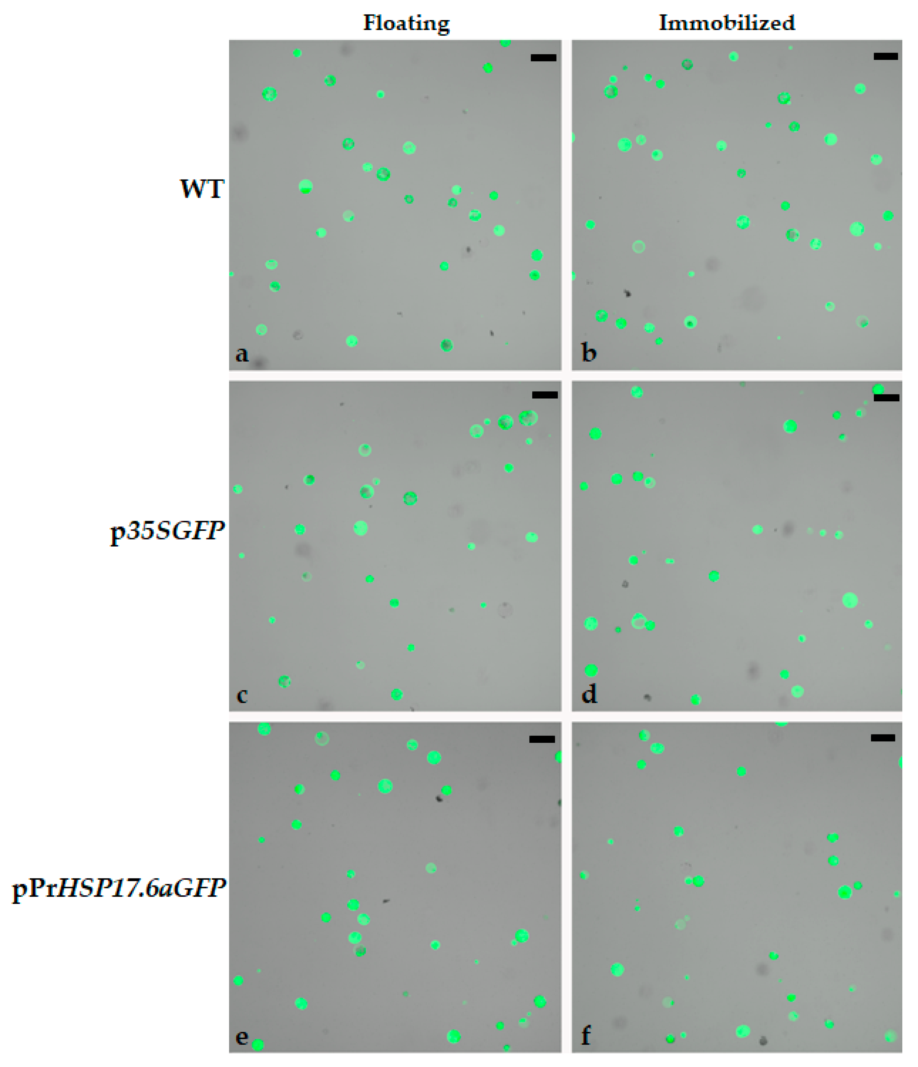 Preprints 106207 g001