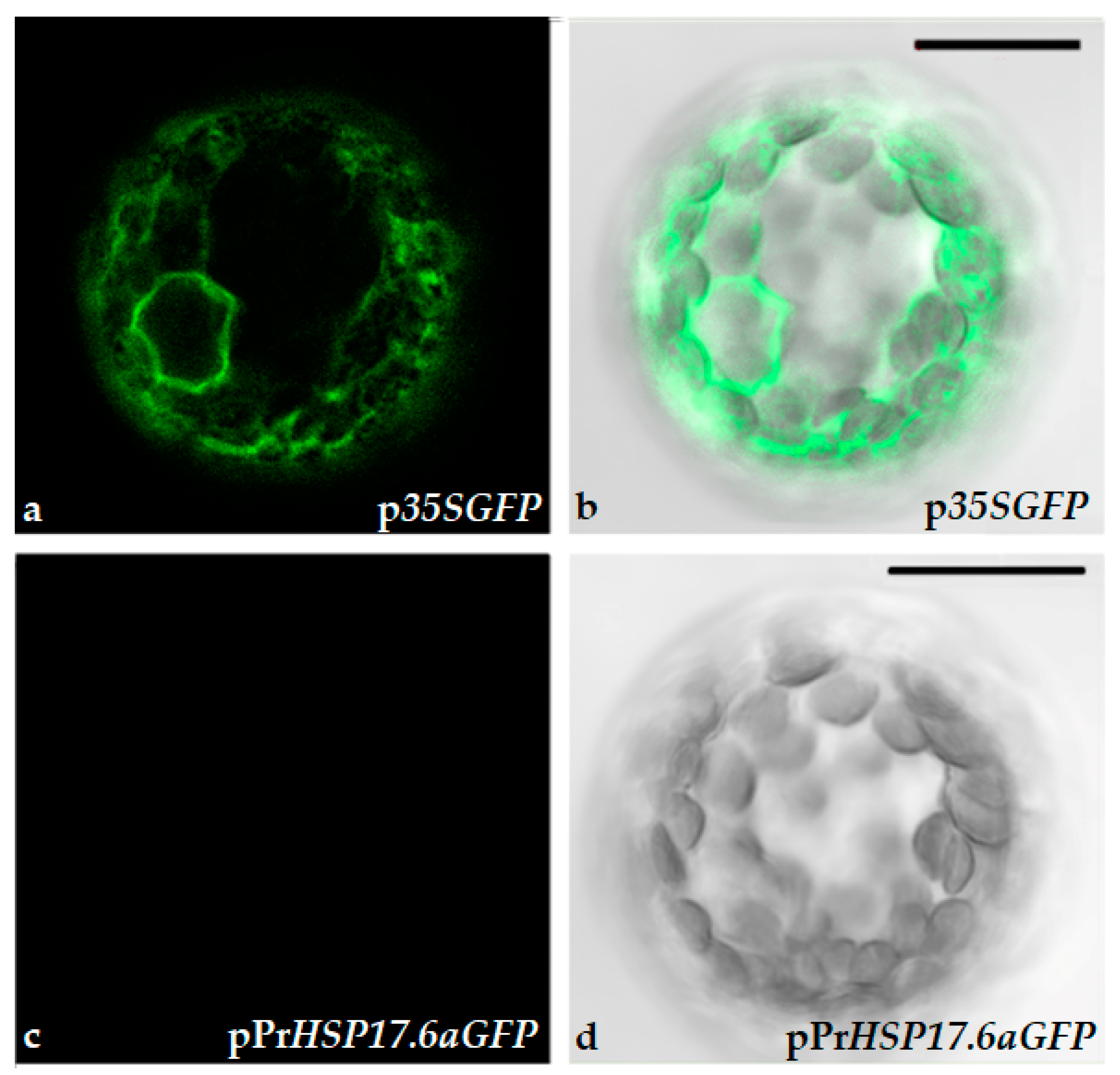 Preprints 106207 g003