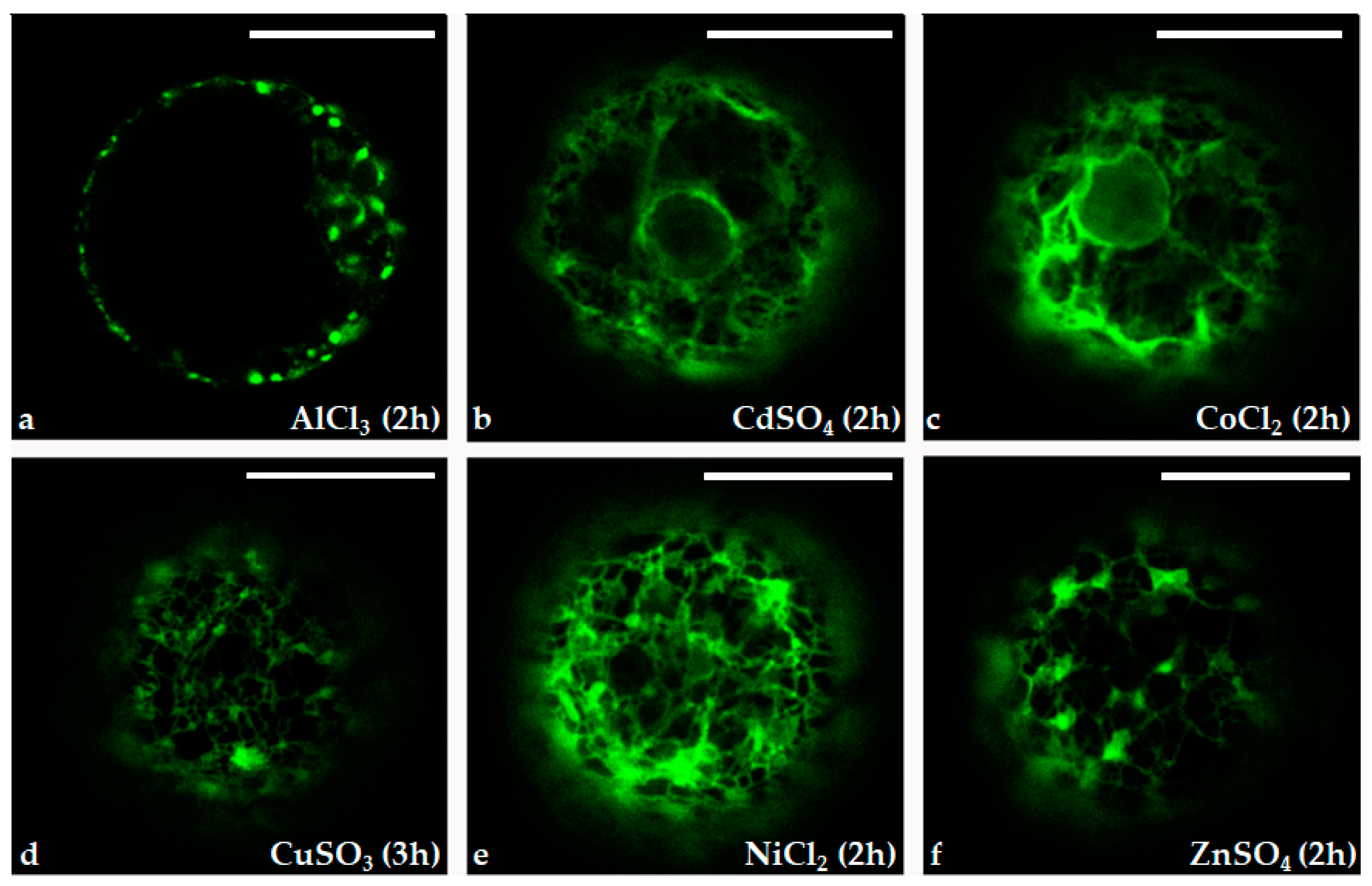 Preprints 106207 g006