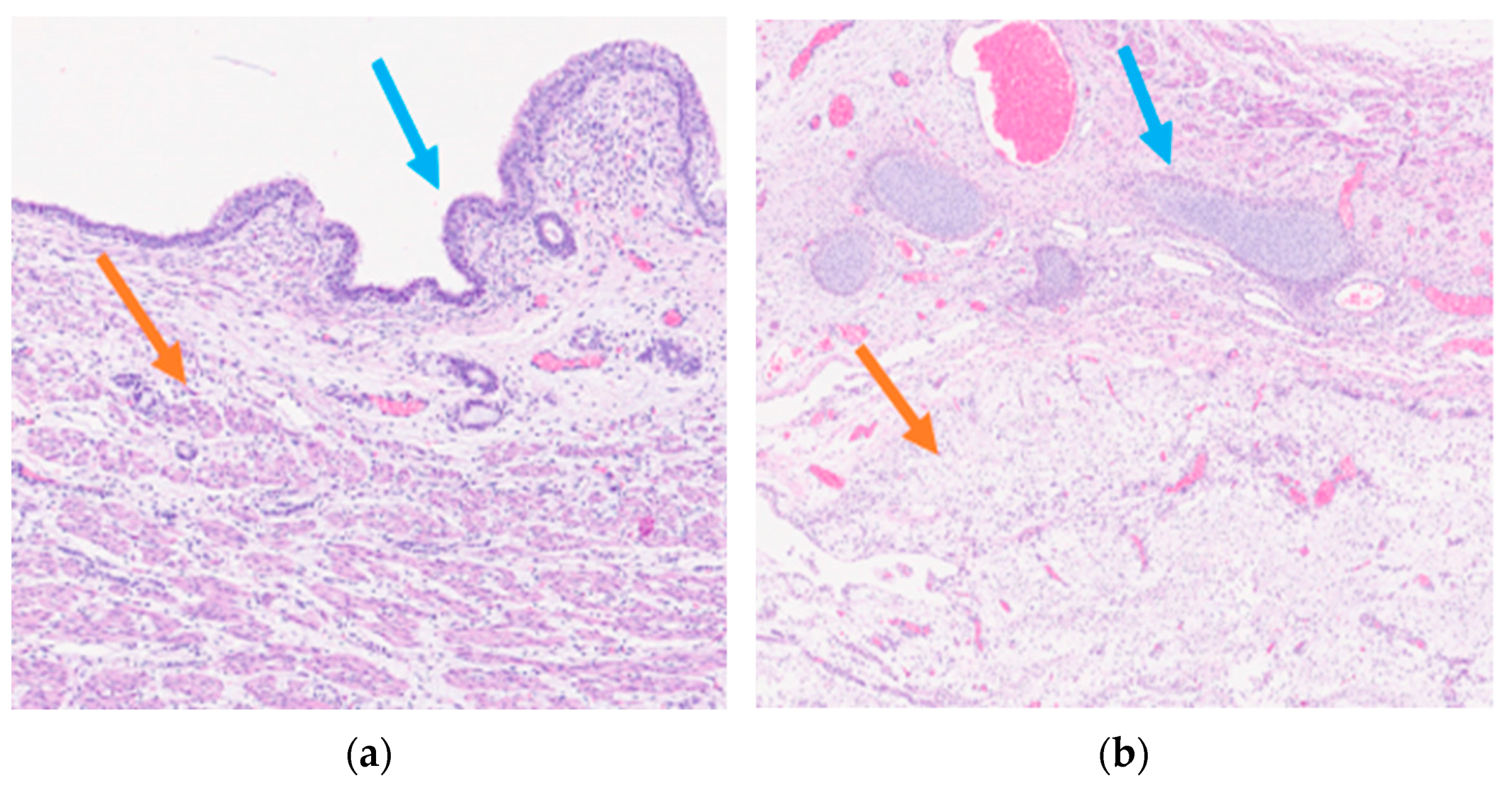 Preprints 85163 g003