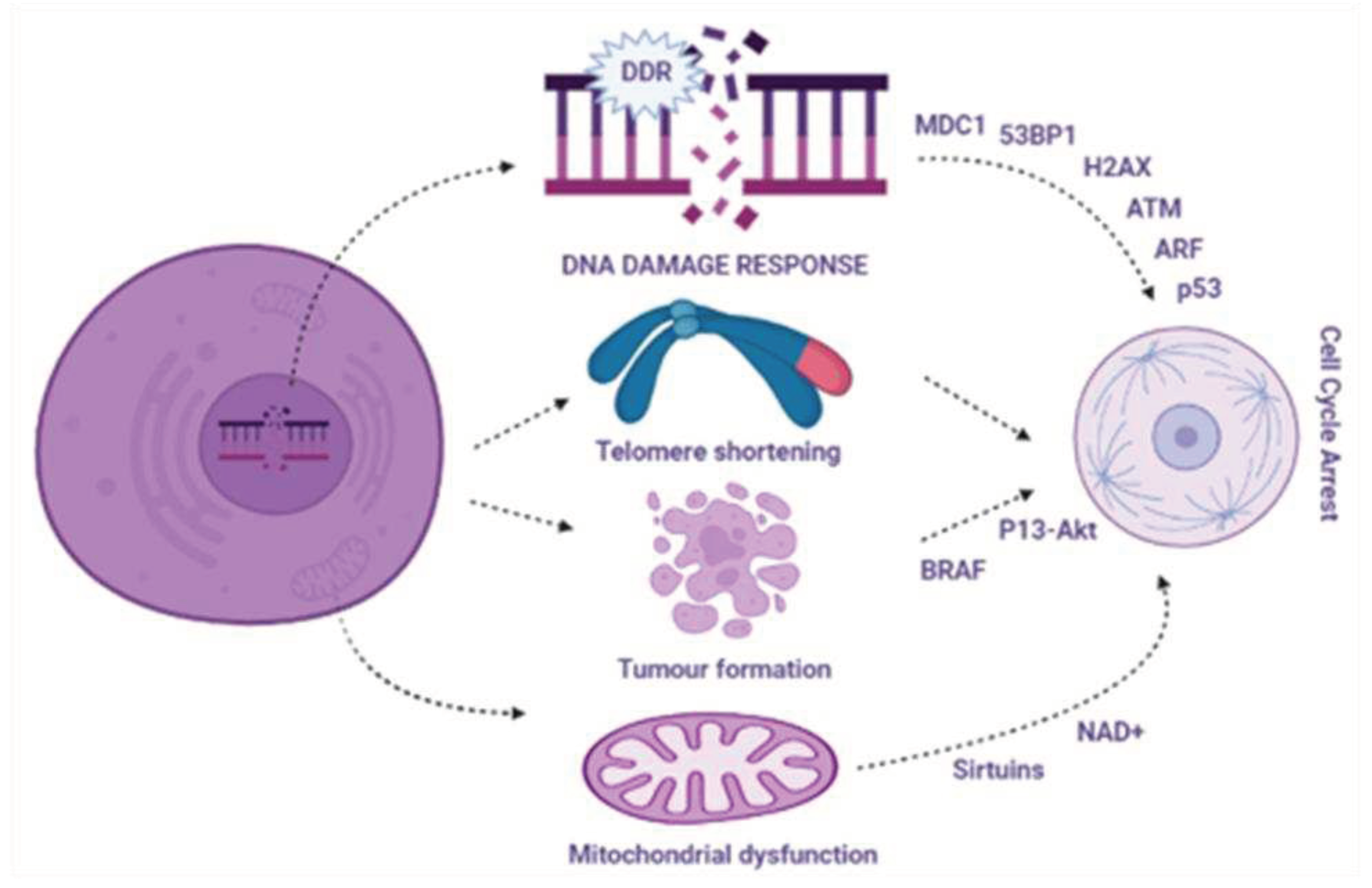 Preprints 86332 g001