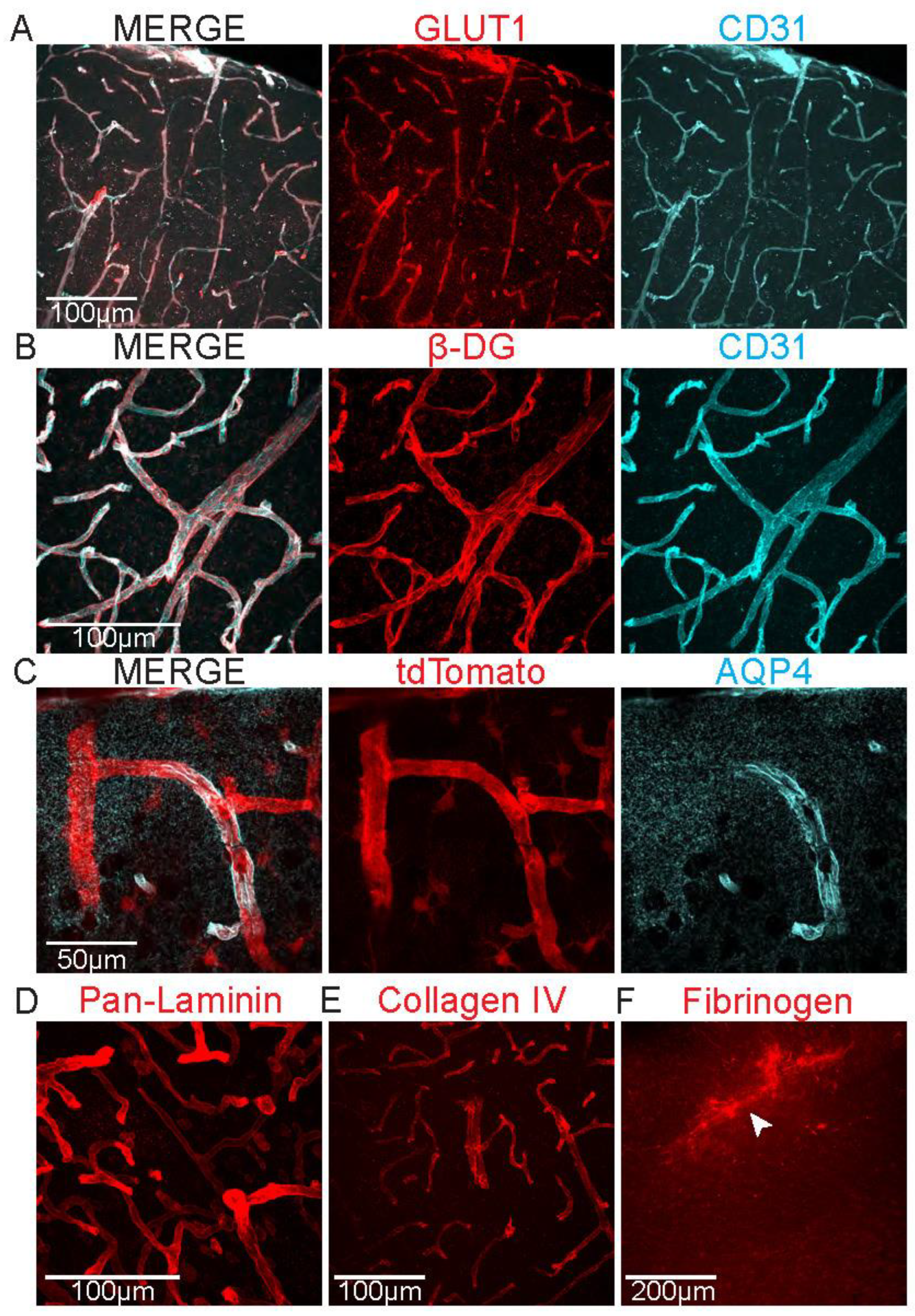 Preprints 117176 g001