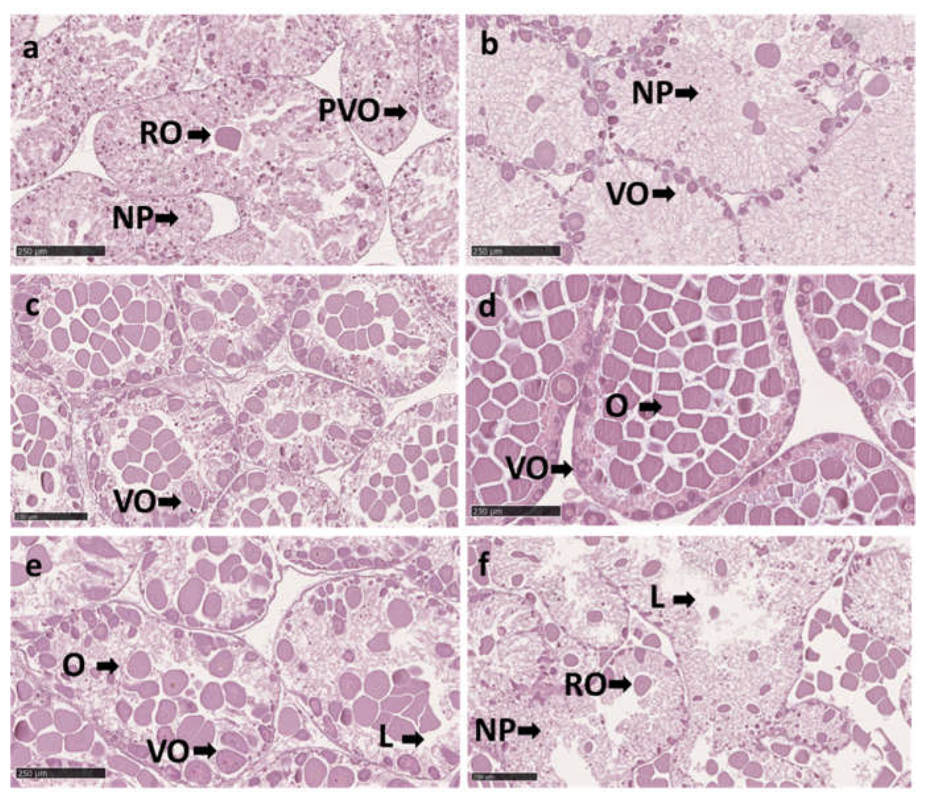 Preprints 105968 g004