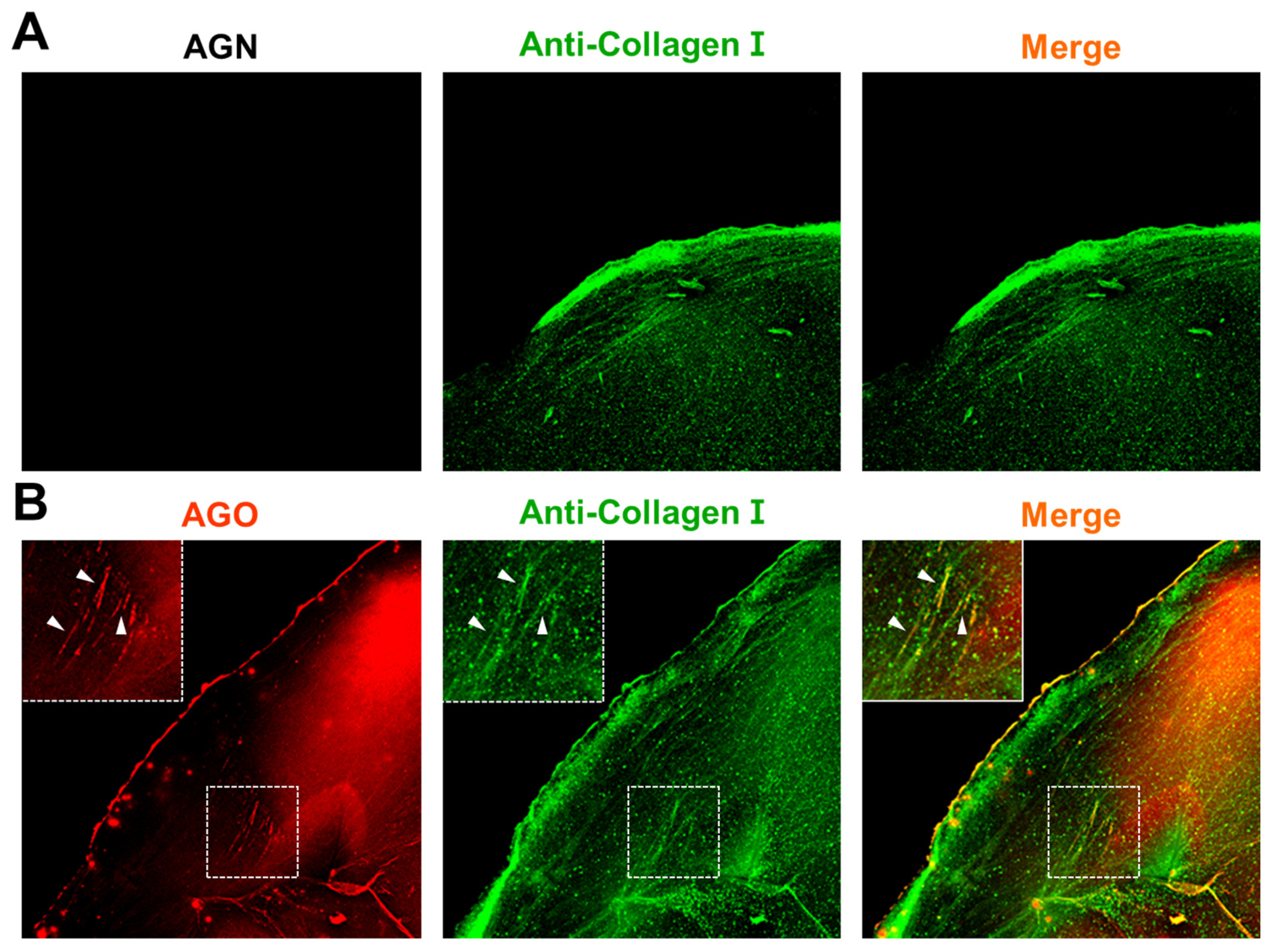 Preprints 100056 g005