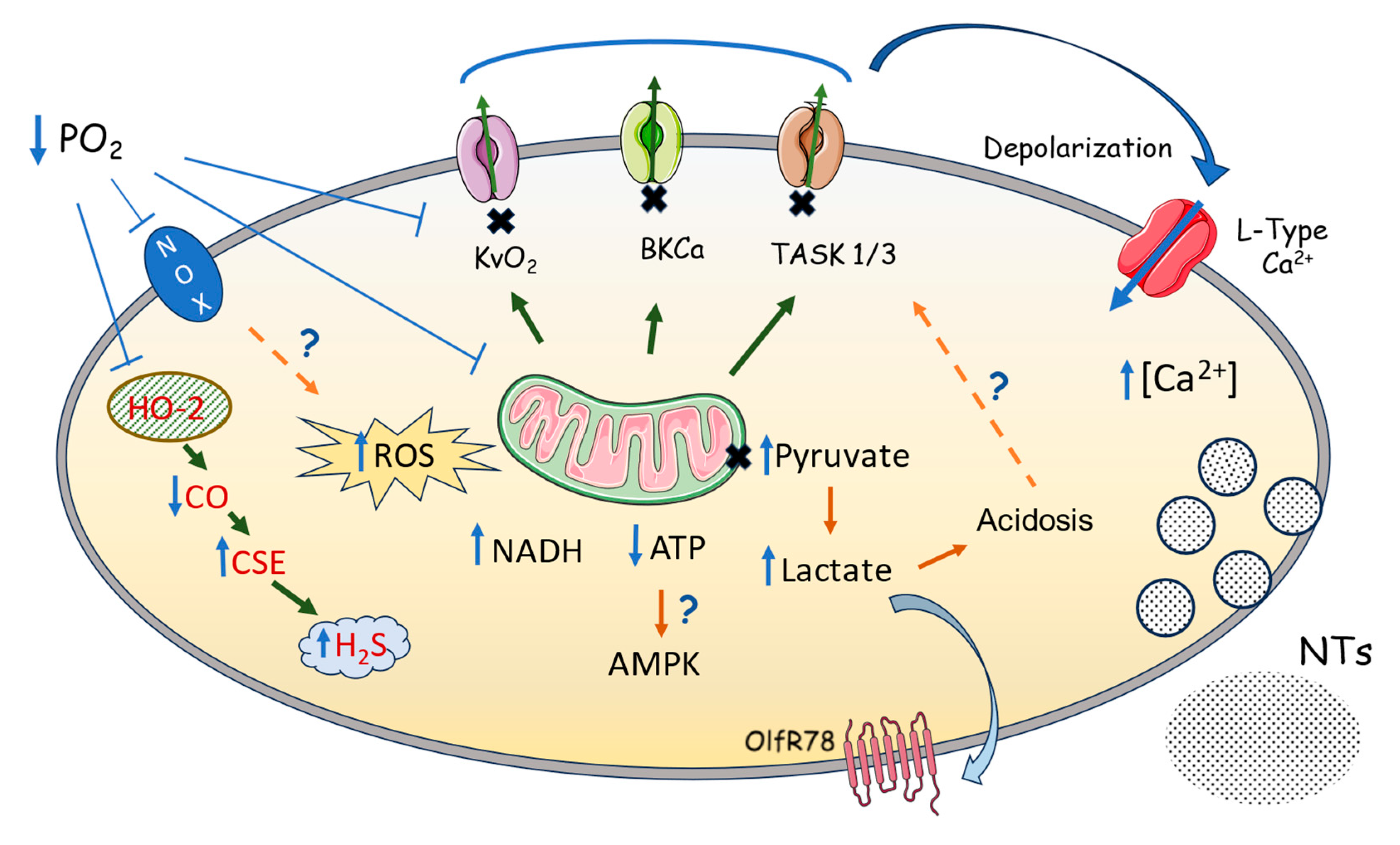 Preprints 92529 g001