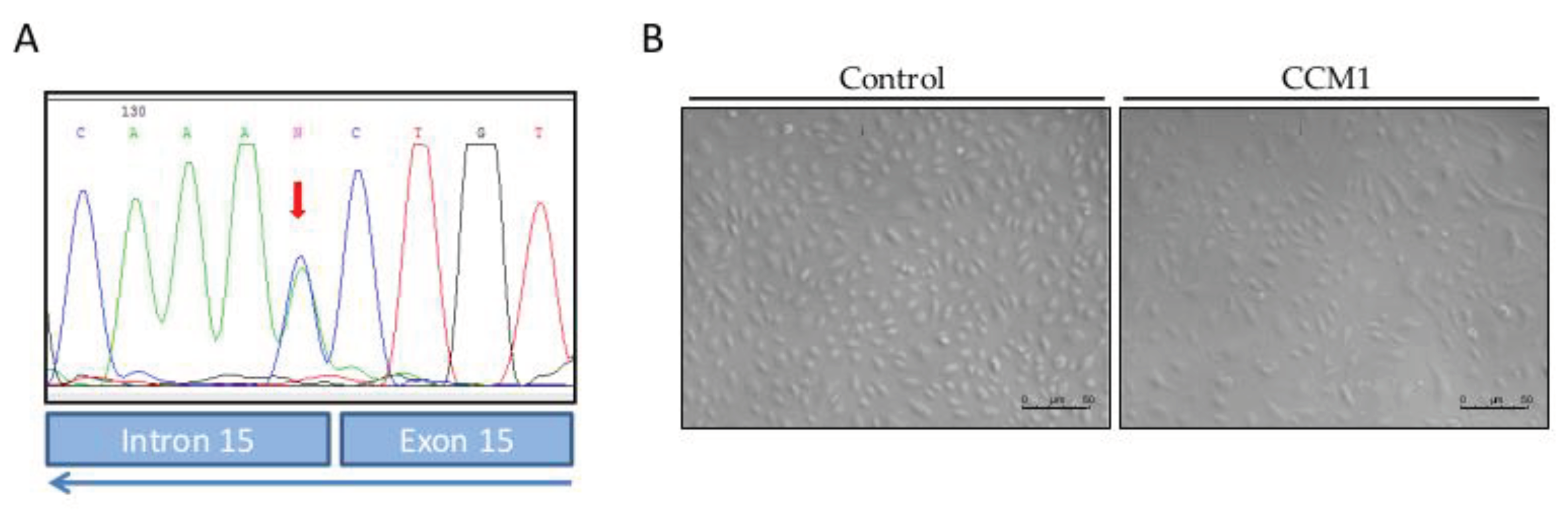 Preprints 99991 g001