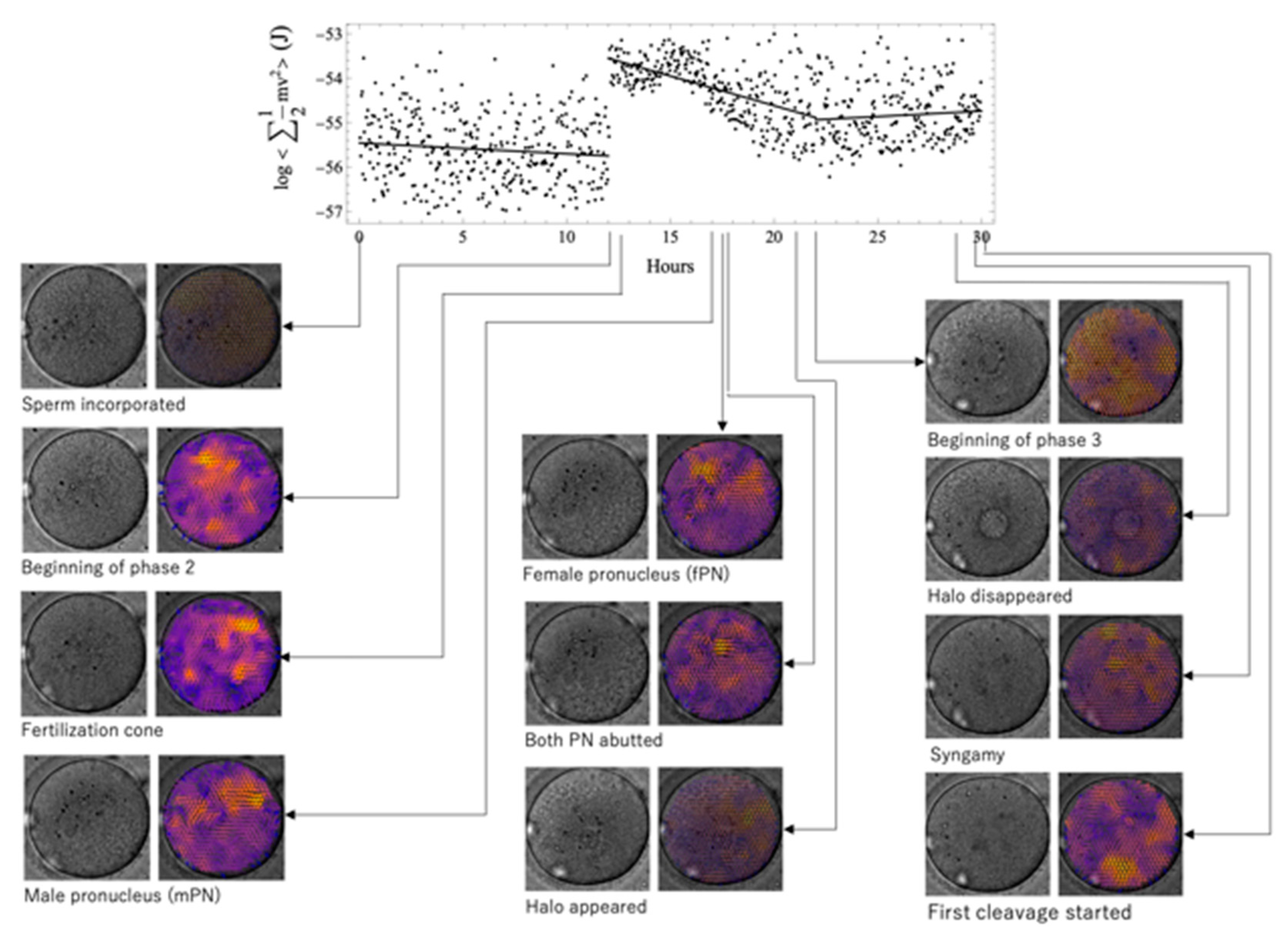 Preprints 95237 g002