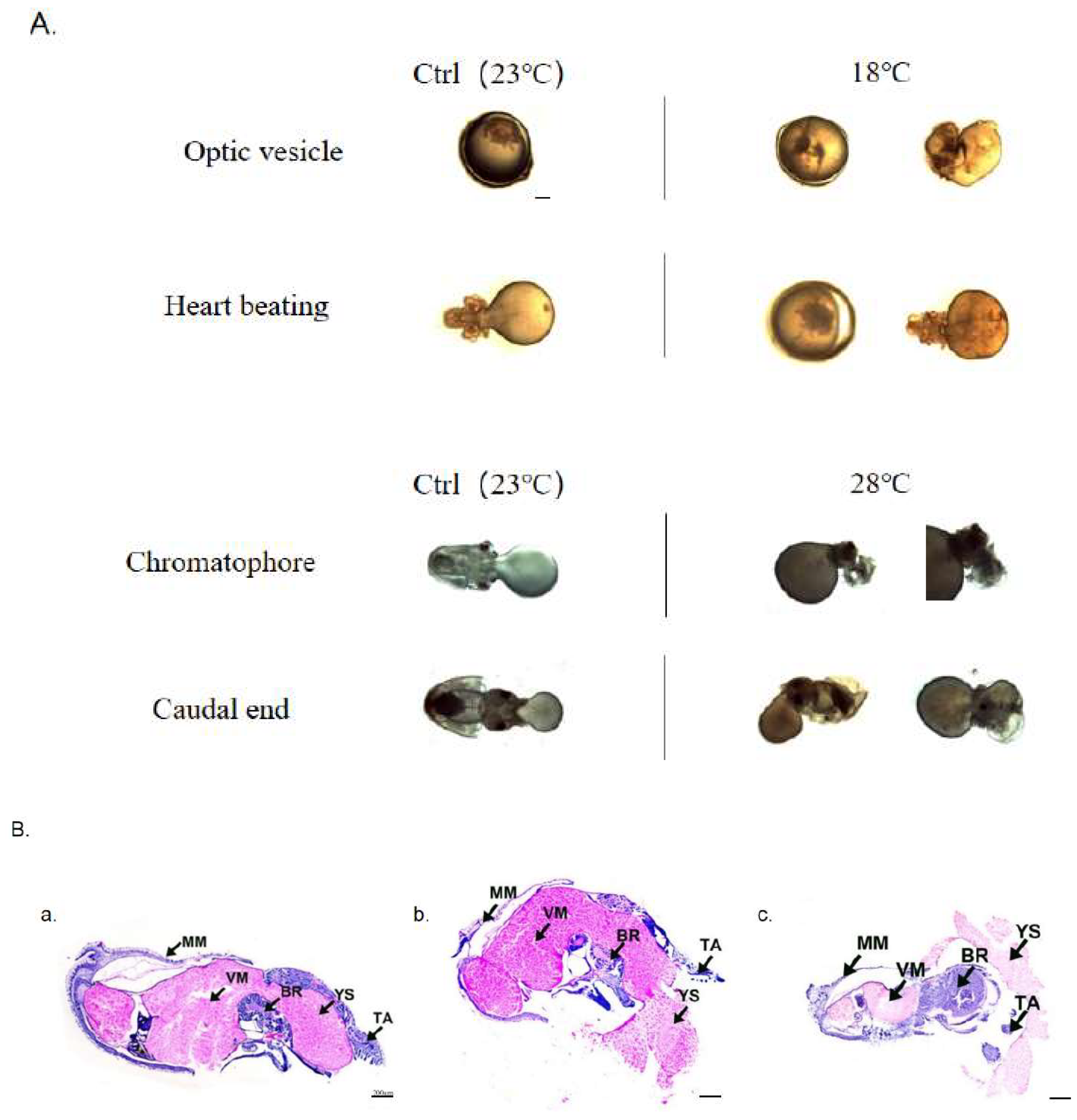 Preprints 86162 g003