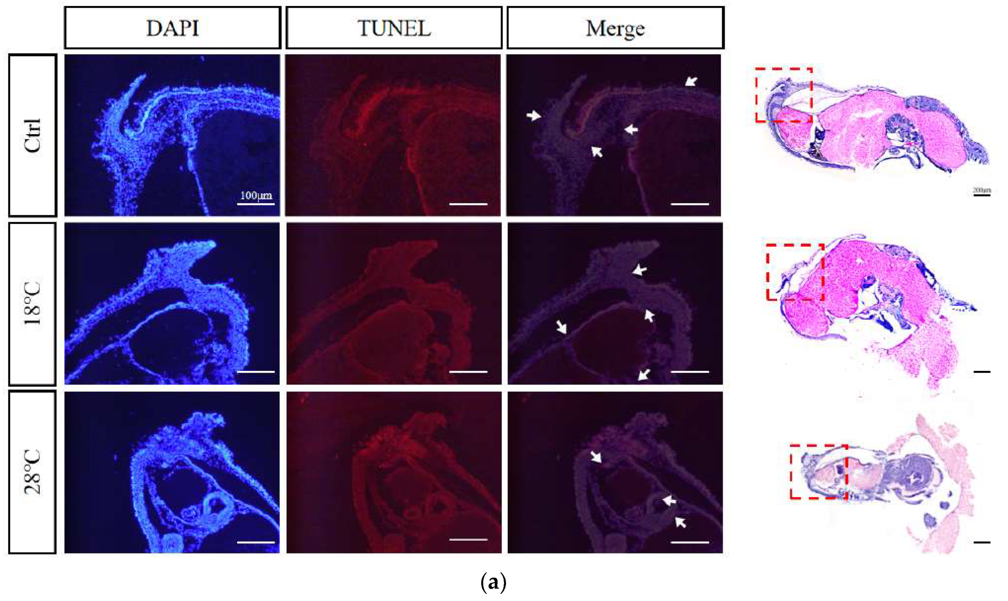 Preprints 86162 g008a