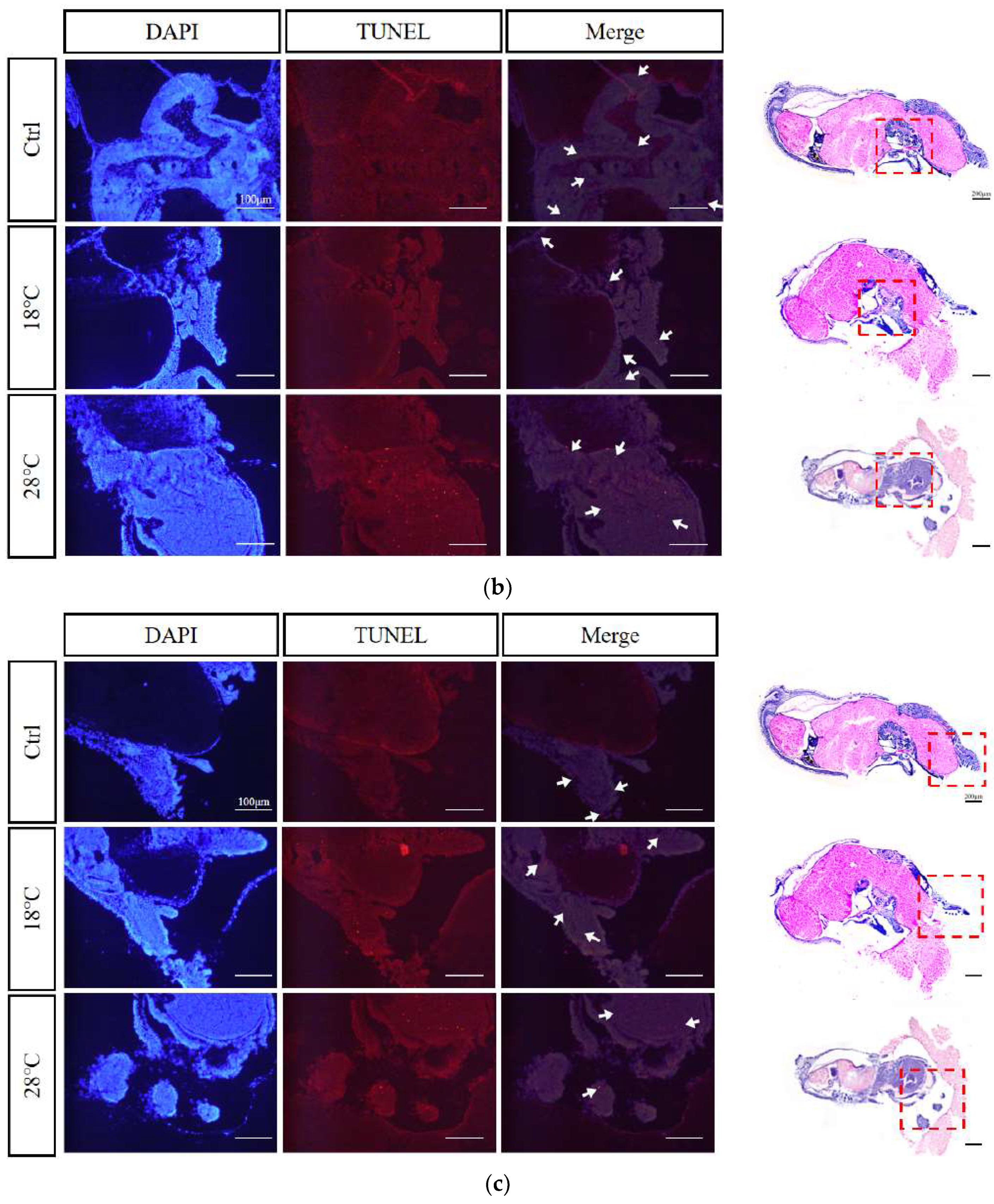 Preprints 86162 g008b