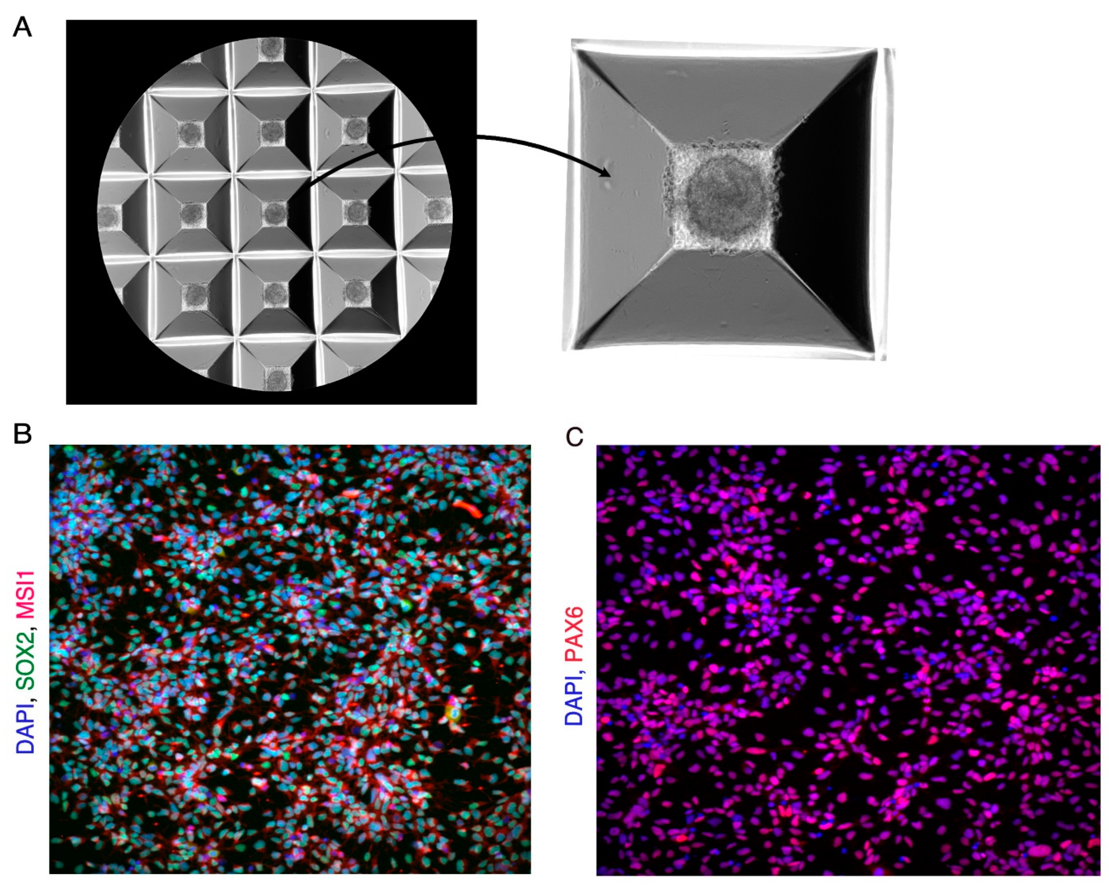 Preprints 70956 g001