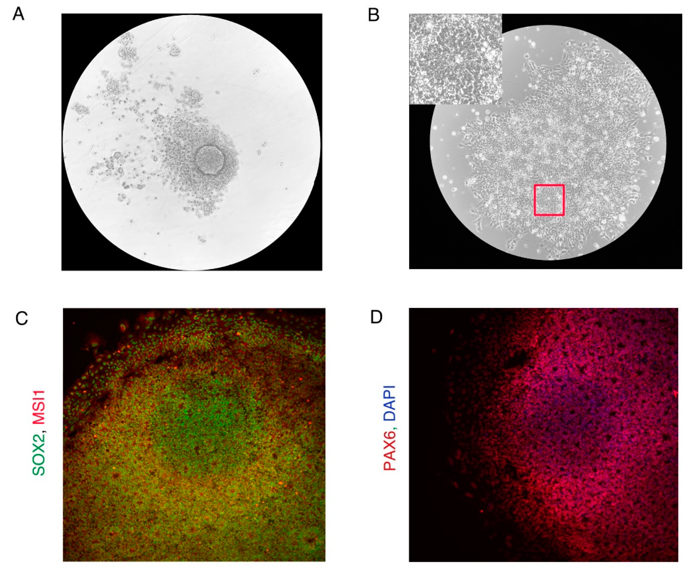 Preprints 70956 g004