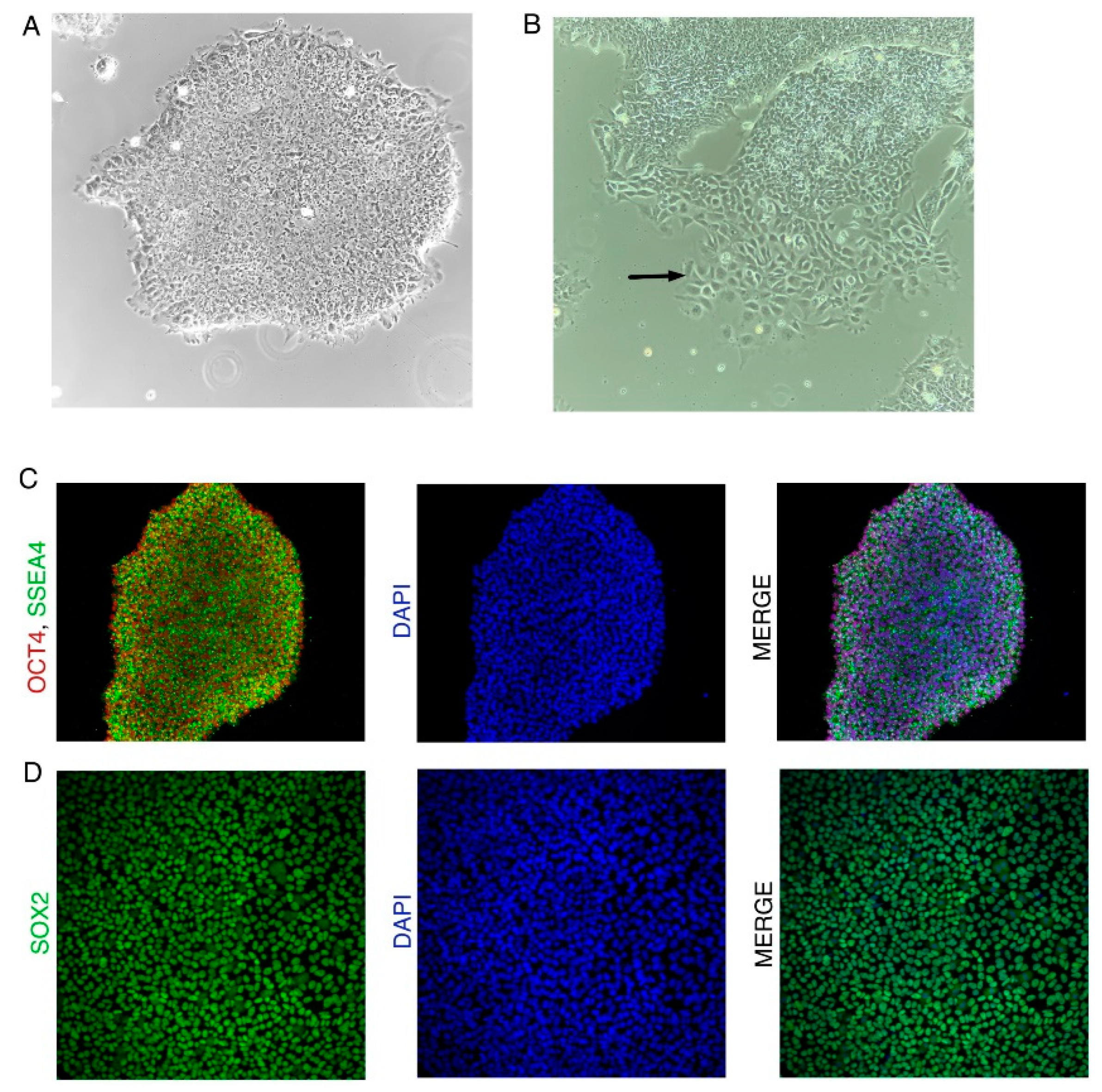 Preprints 70956 g005