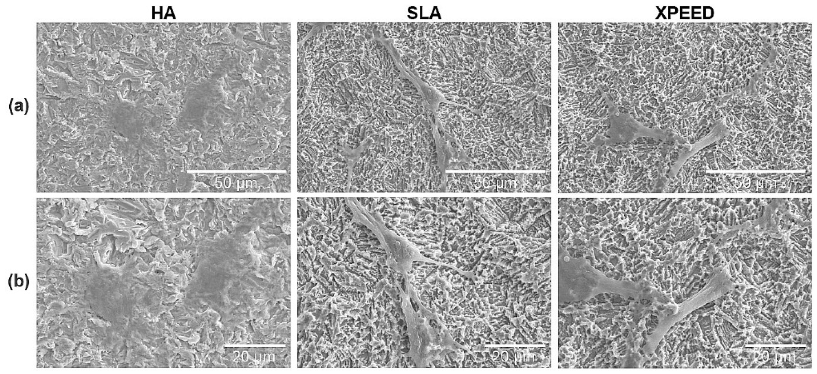 Preprints 106044 g005