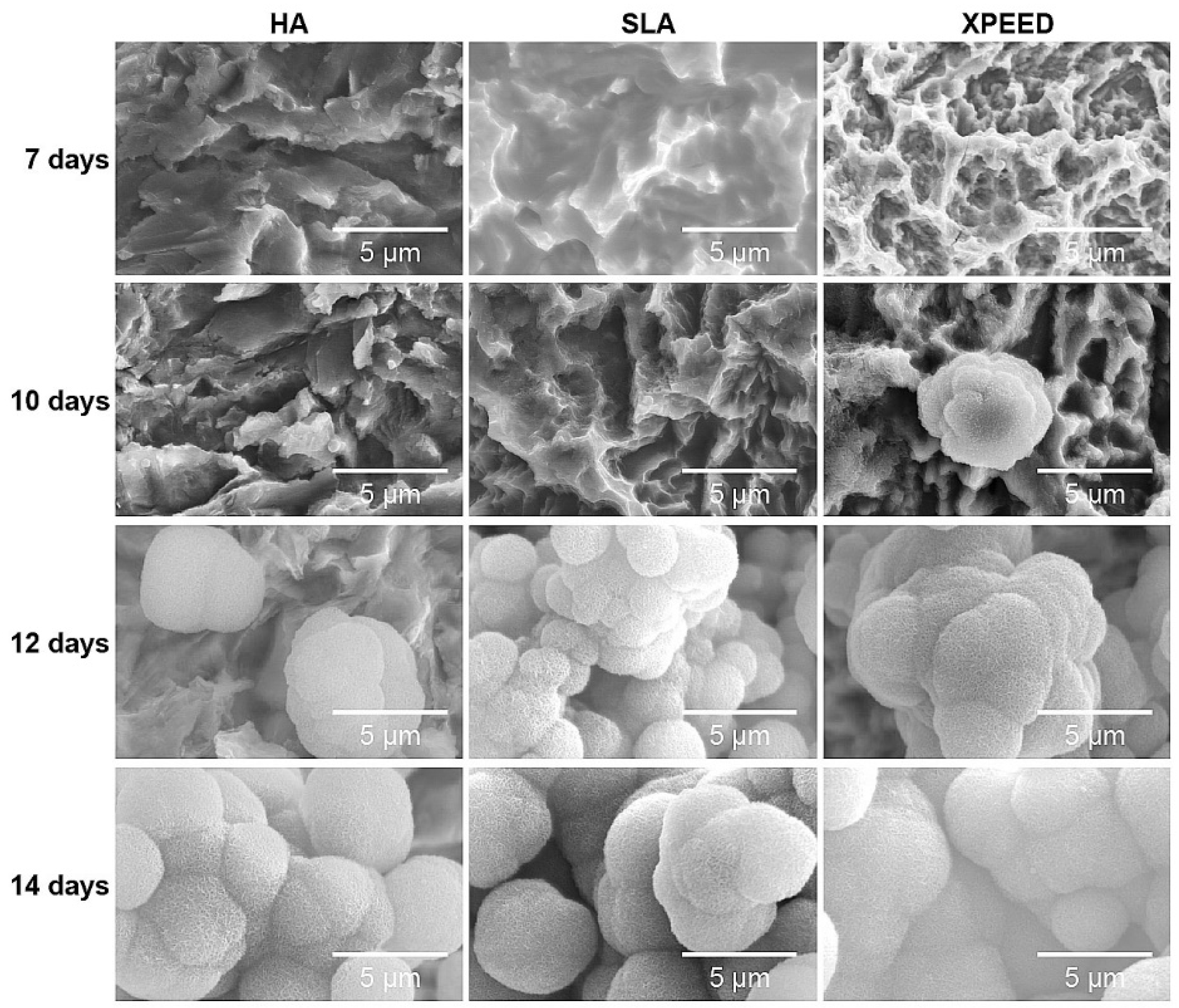 Preprints 106044 g006