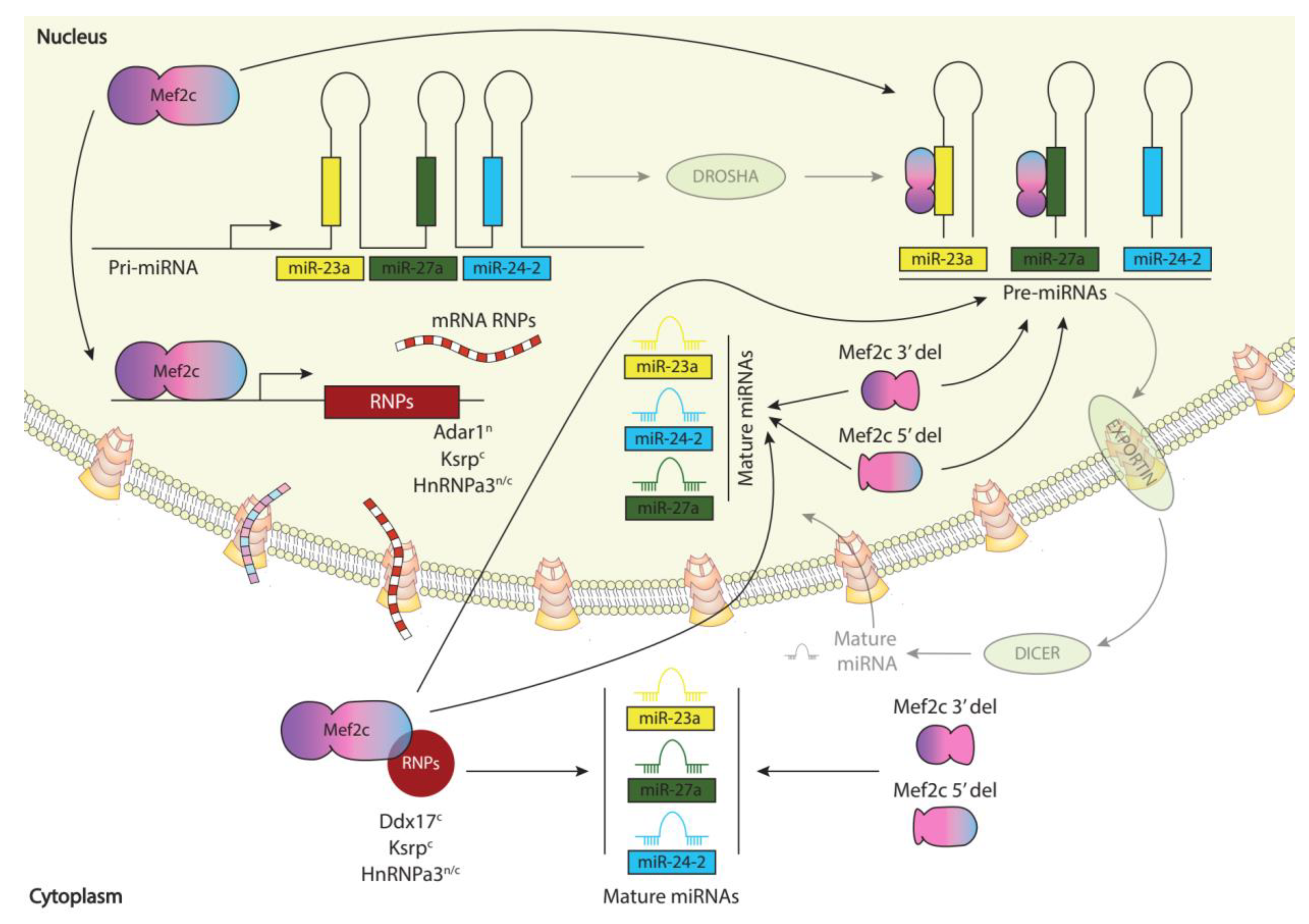 Preprints 86940 g005