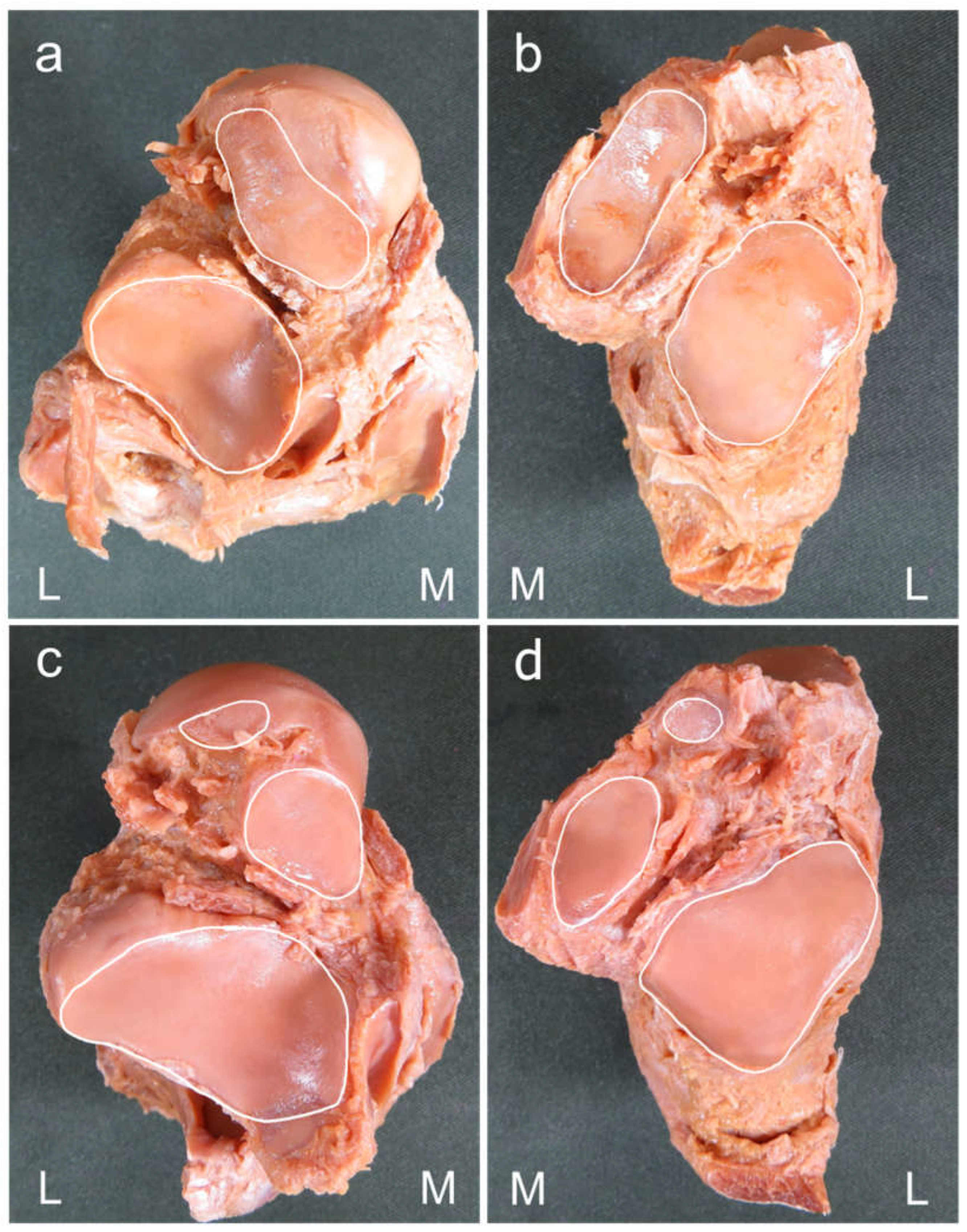 Preprints 67159 g001